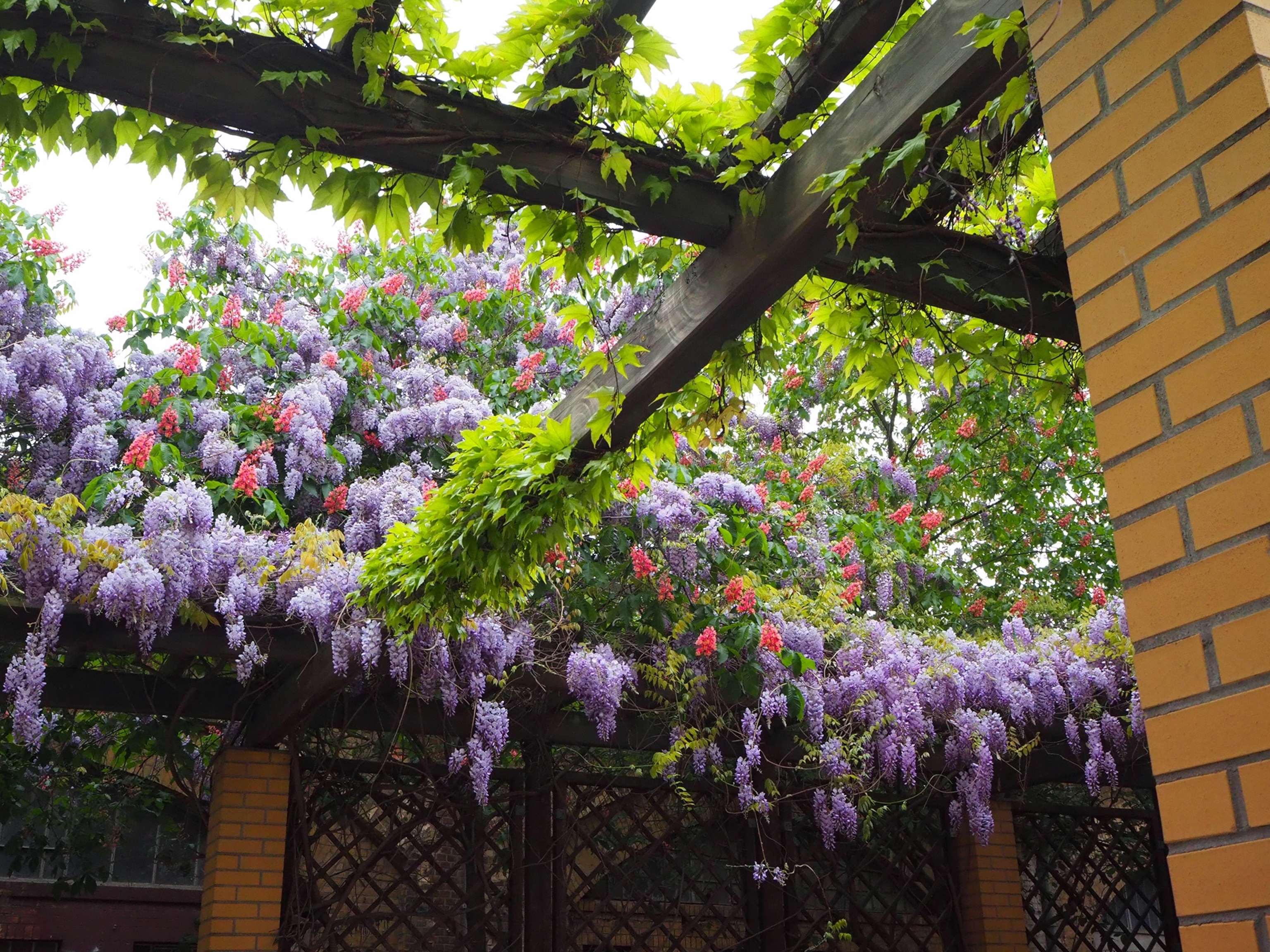 An upward view of a dark wooden trellis overhang draped with green vines and lush purple drippy flowers
