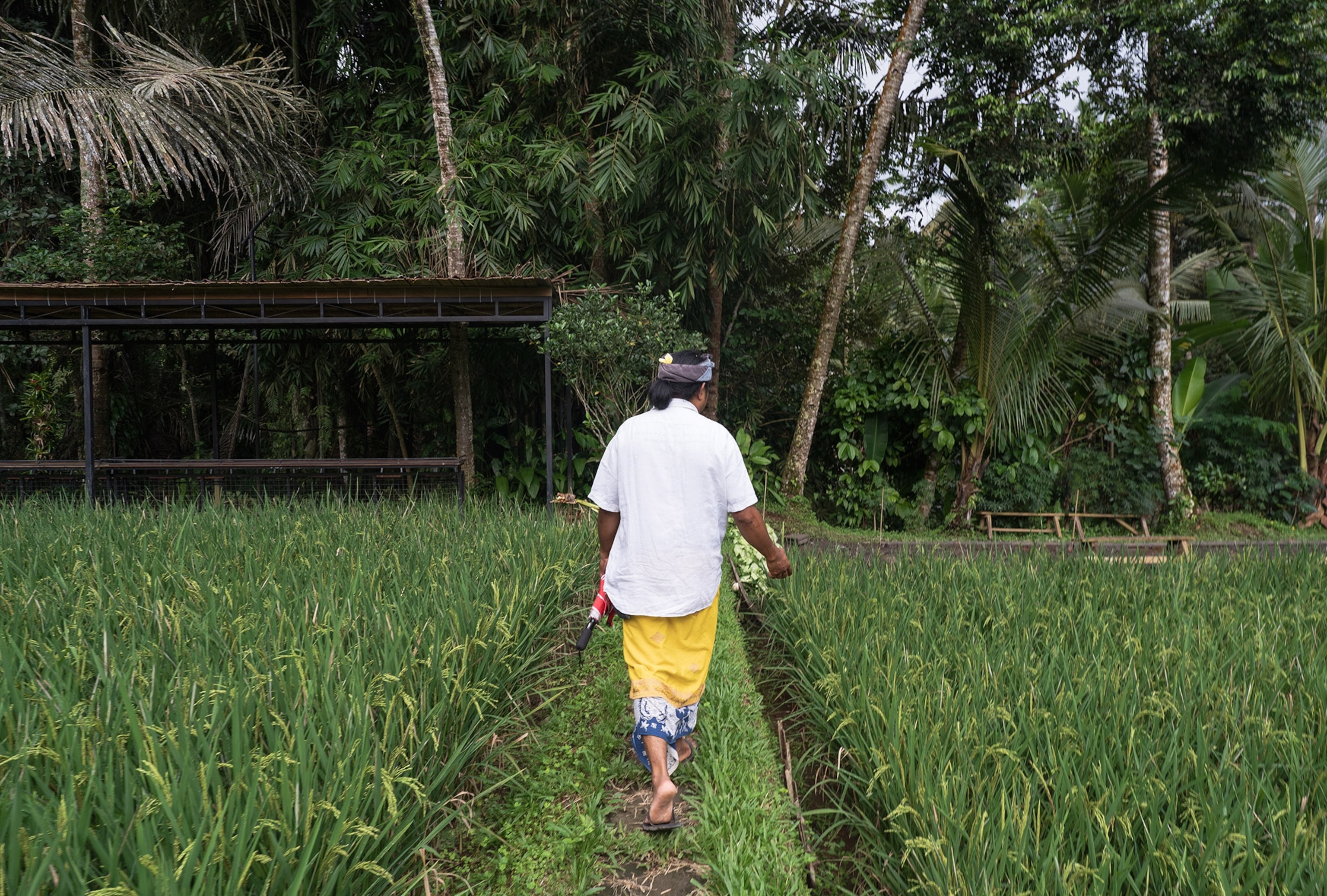 A man wearing traditional Balinese clothes walks through a lush field.