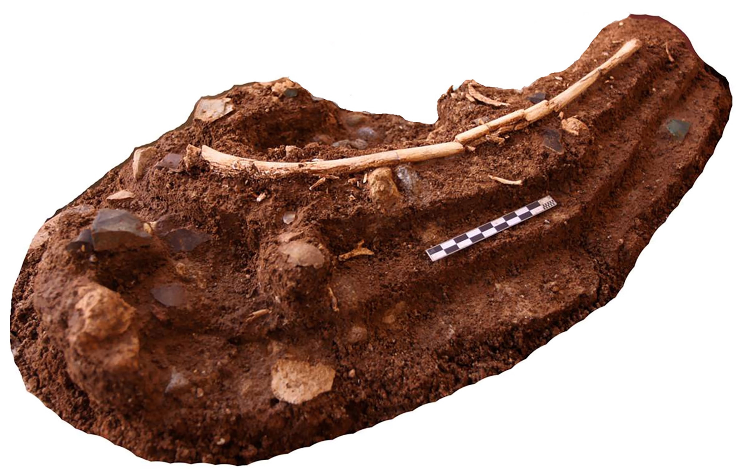 A fragment of a rib bone embedded in reddish clay.