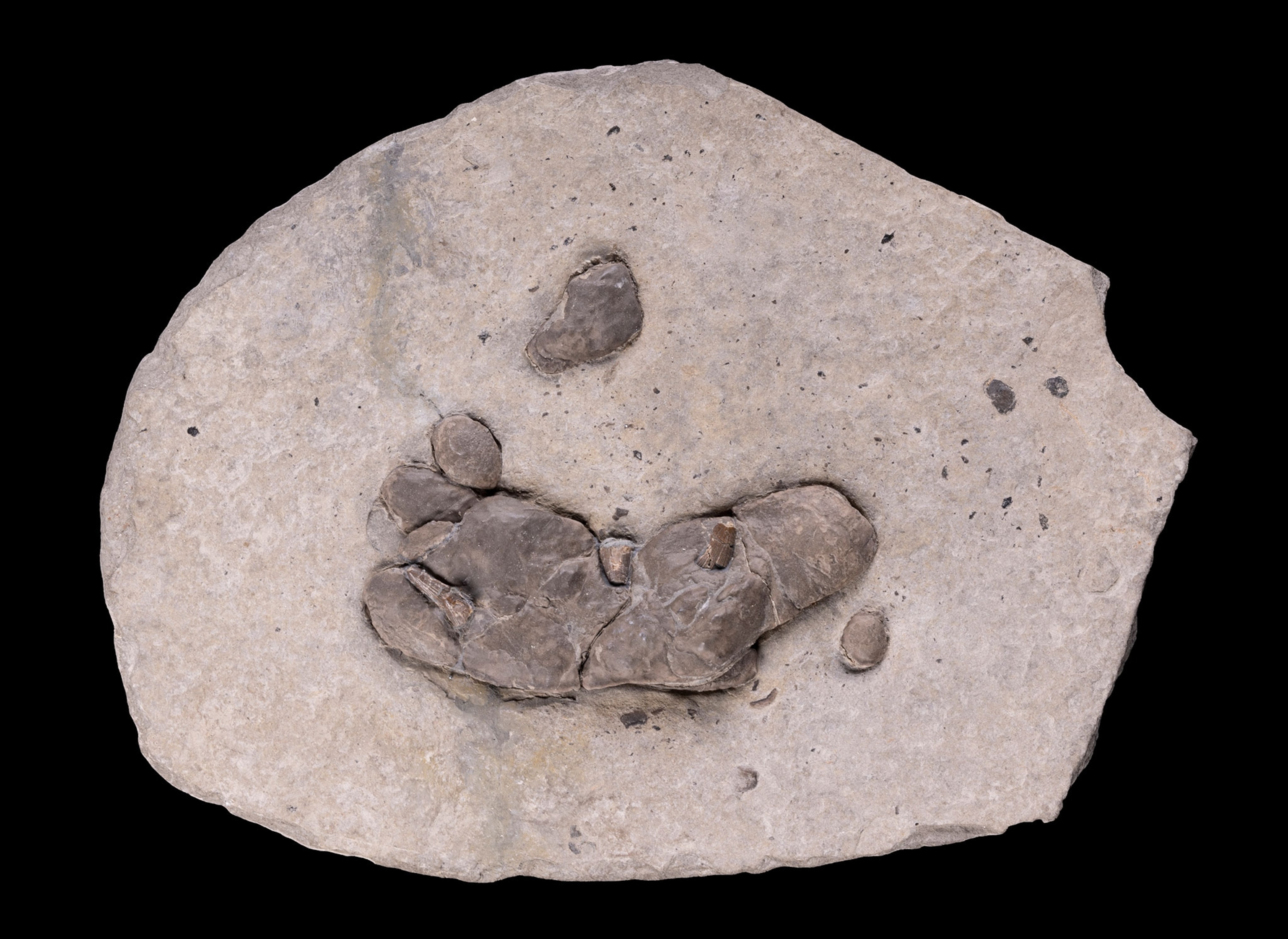 Coprolite (fossilised faeces) of ichthyosaur containing three teeth from the Aptian age (118-125 million years ago).