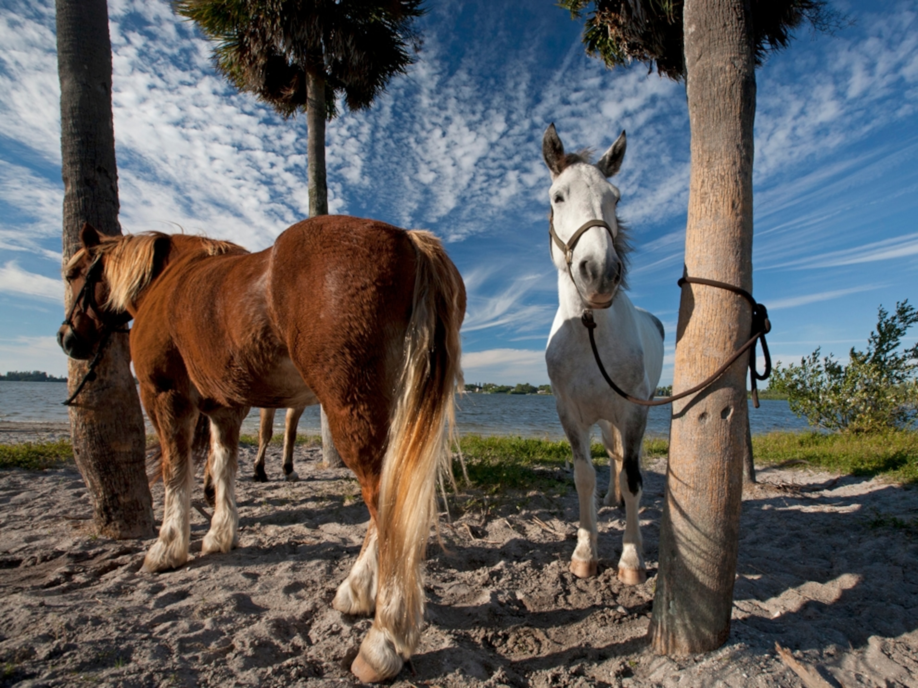 horses tied up next to Palma Sola Bay, Florida