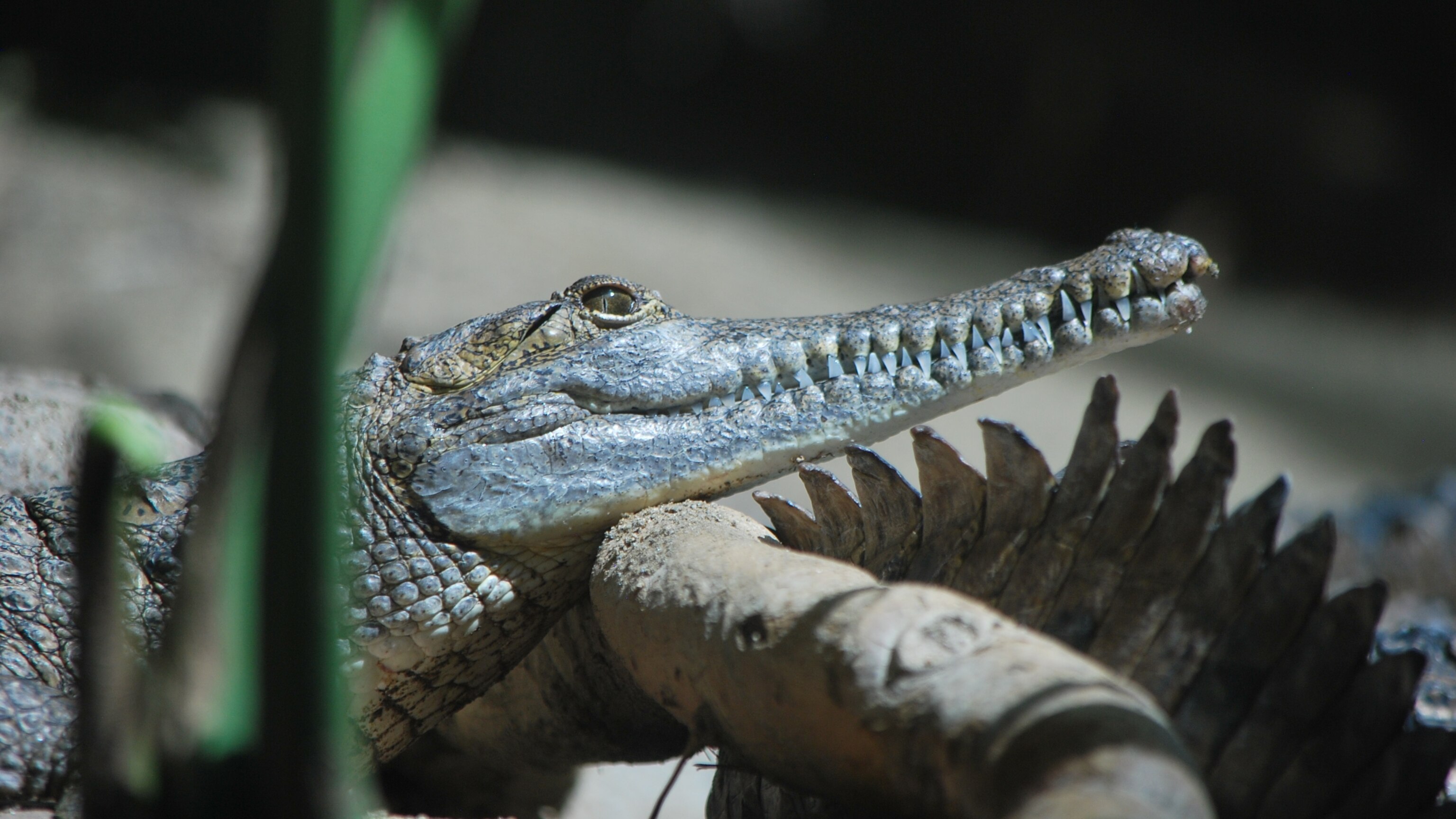 PEARLYGATES 動物 Crocodile アニマル 総柄 golf 人気 Great Galloping Crocodiles! | National Geographic