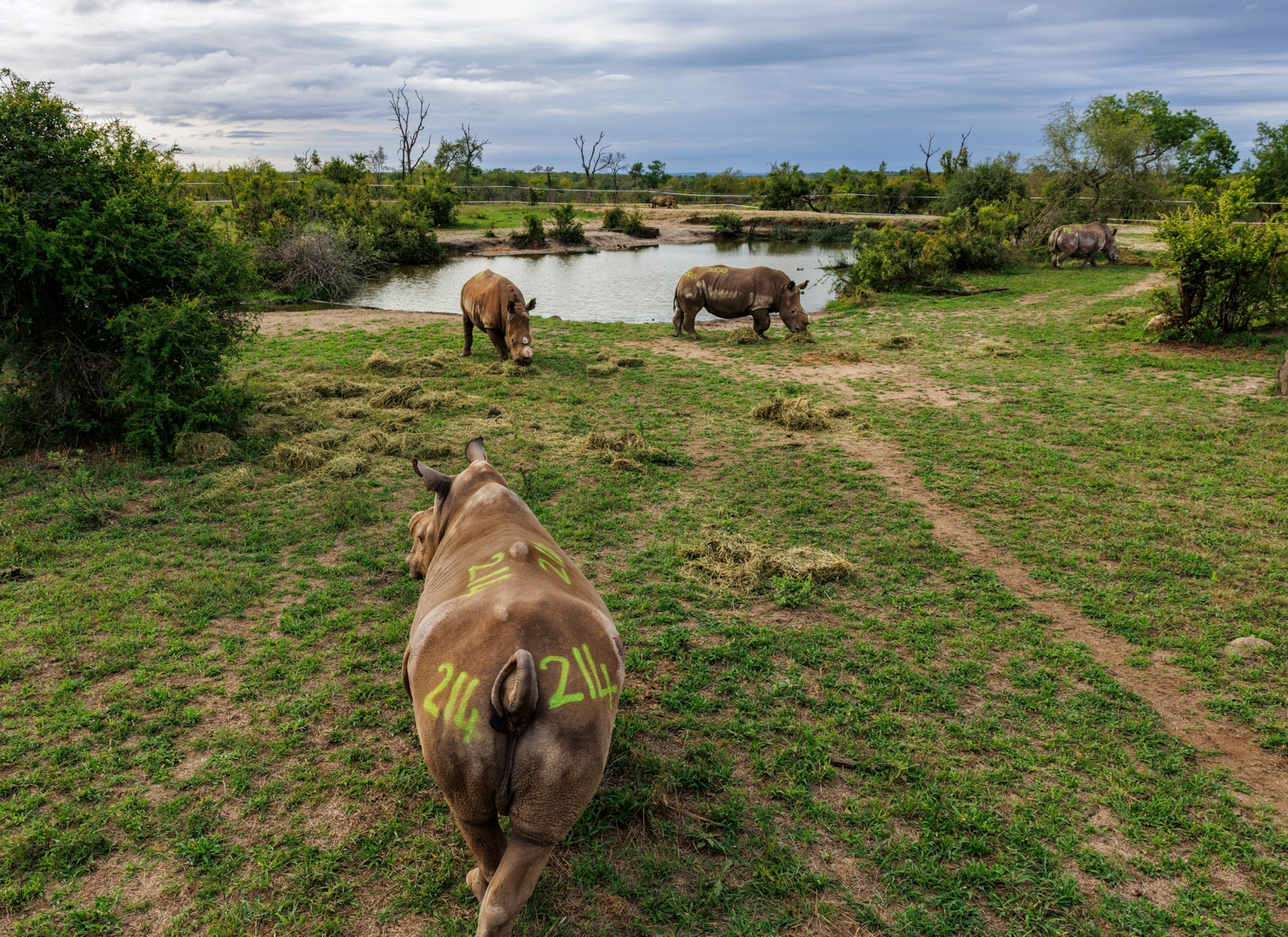 Two rhinos eat grass near a small body of water in the distance. A rhino closer to the frame walks away from the camera, towards the other rhinos. All three have number sprayed in green paint on their backs.