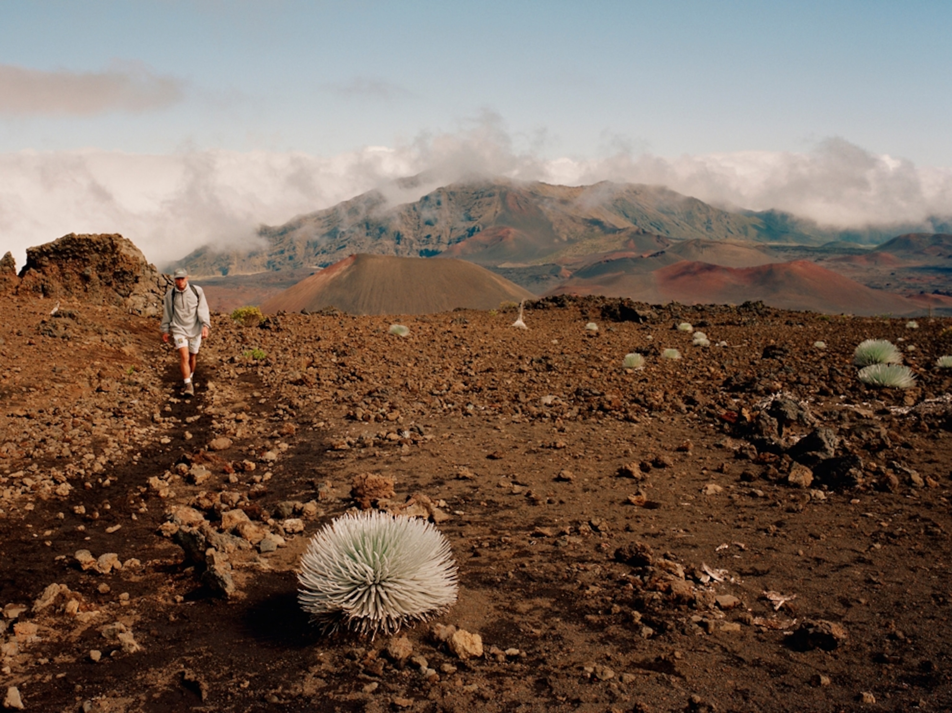 Man walking through Hawaii park