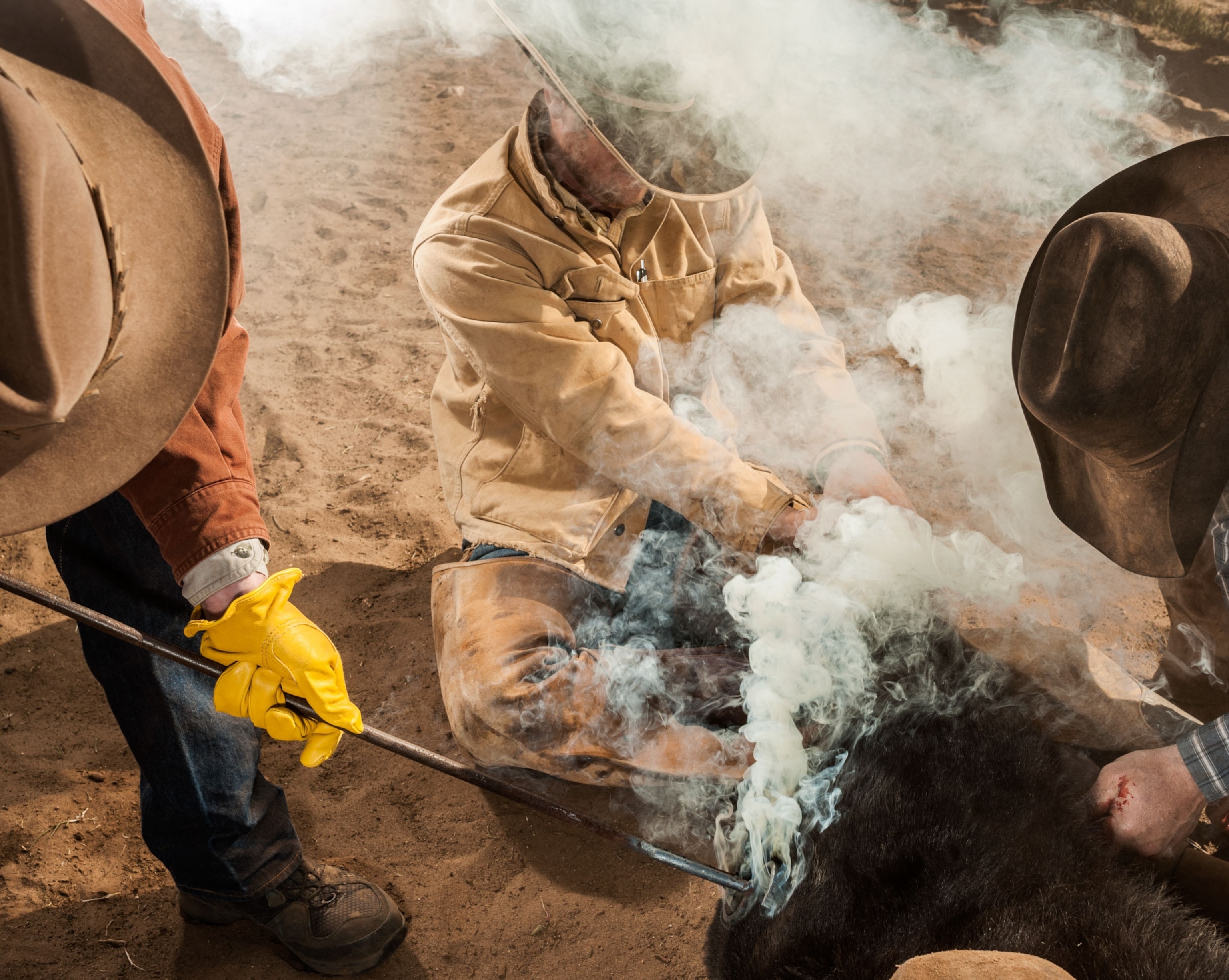 cowboys branding a cow