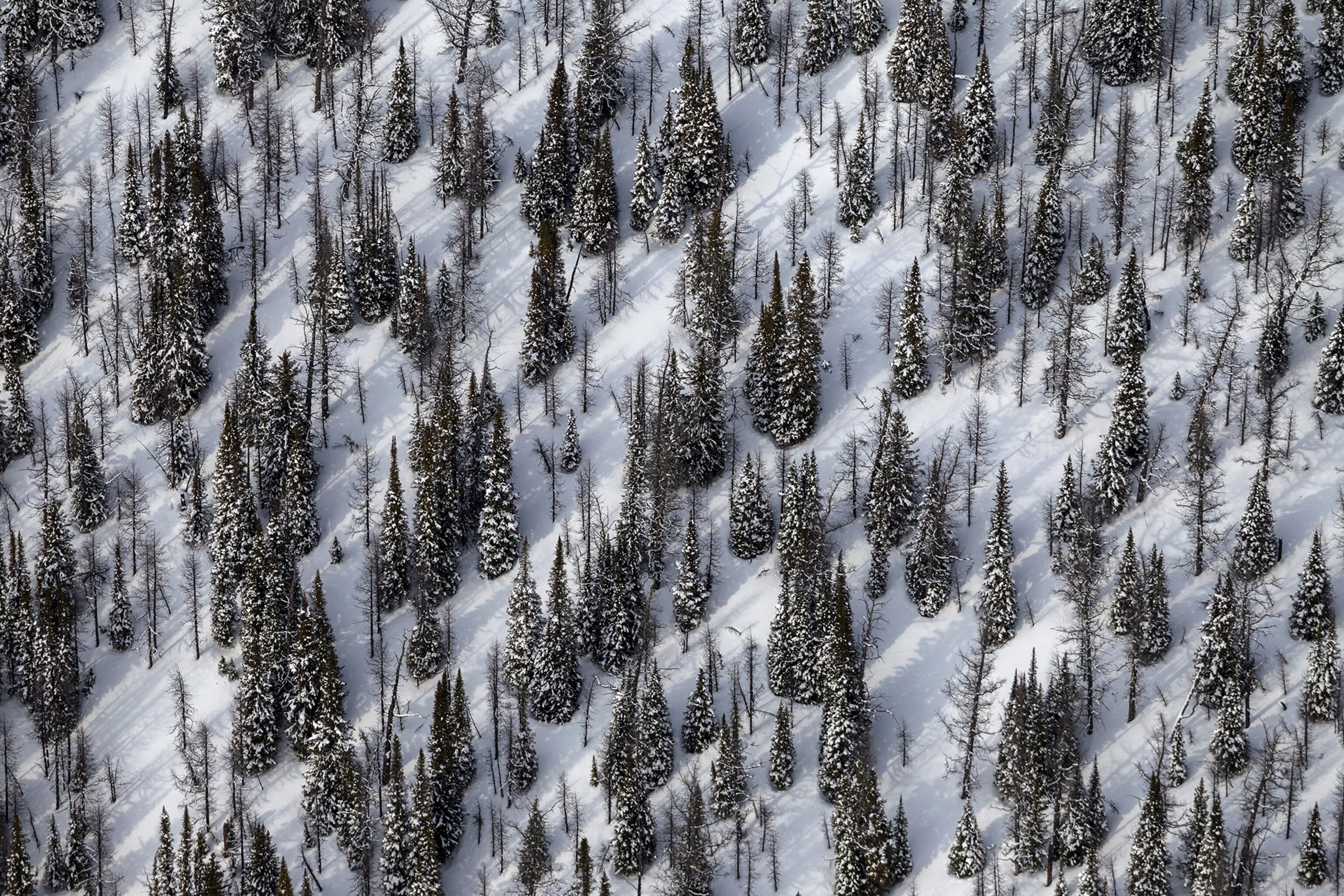 An aerial view of trees in snow.