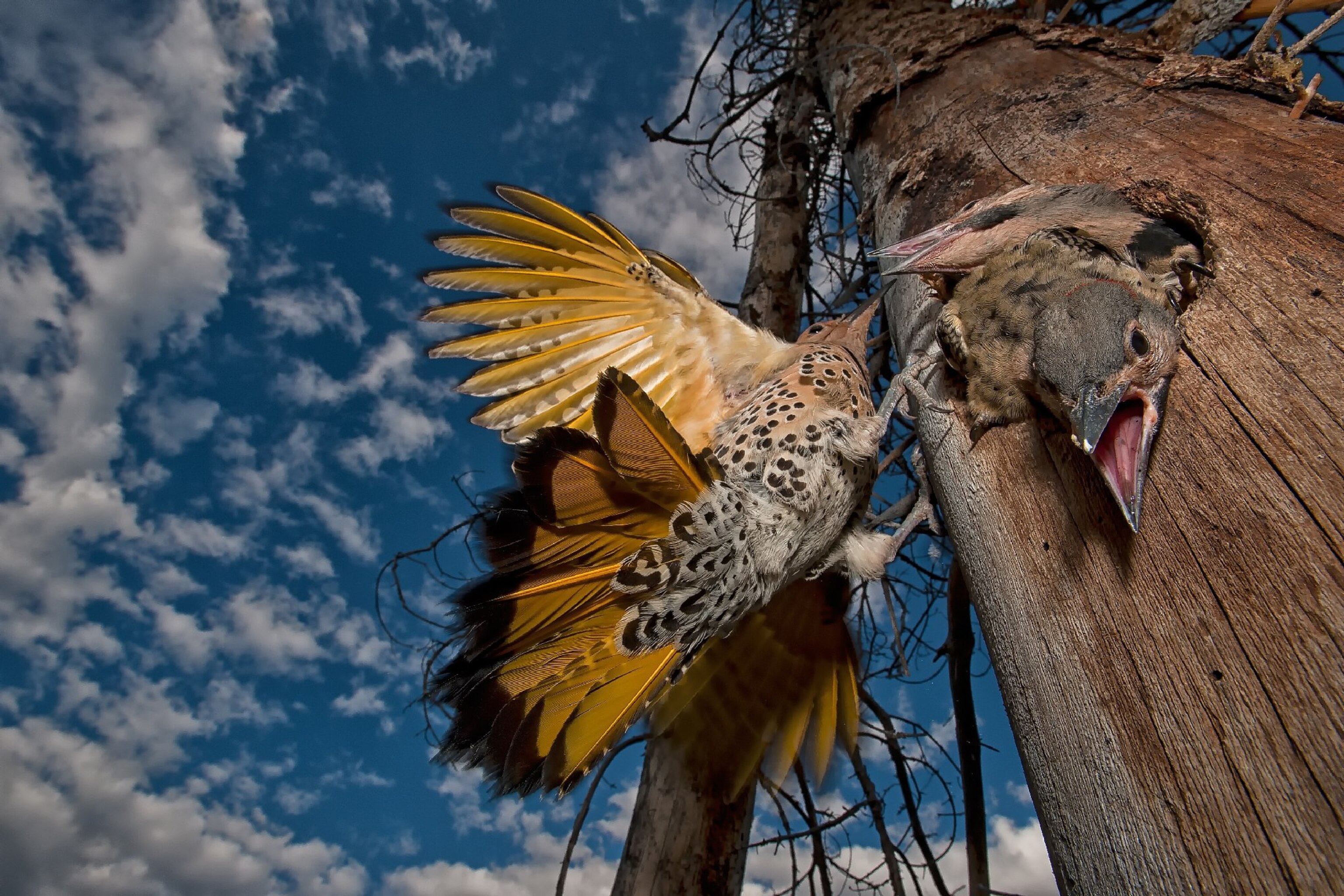 flicker feeding its young in the nest