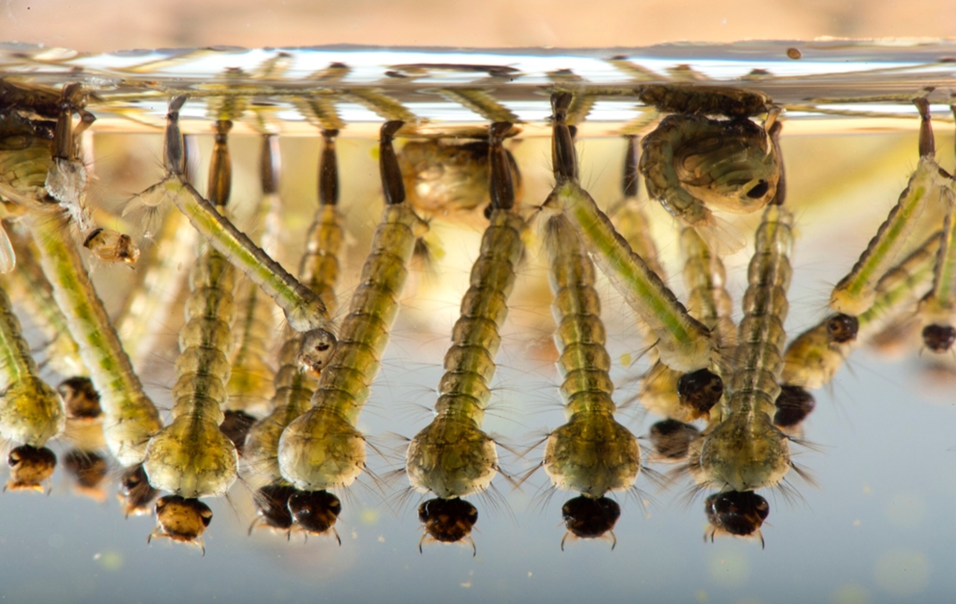 Mosquito larvae picture - mosquito larvae hanging underwater in cattle trough