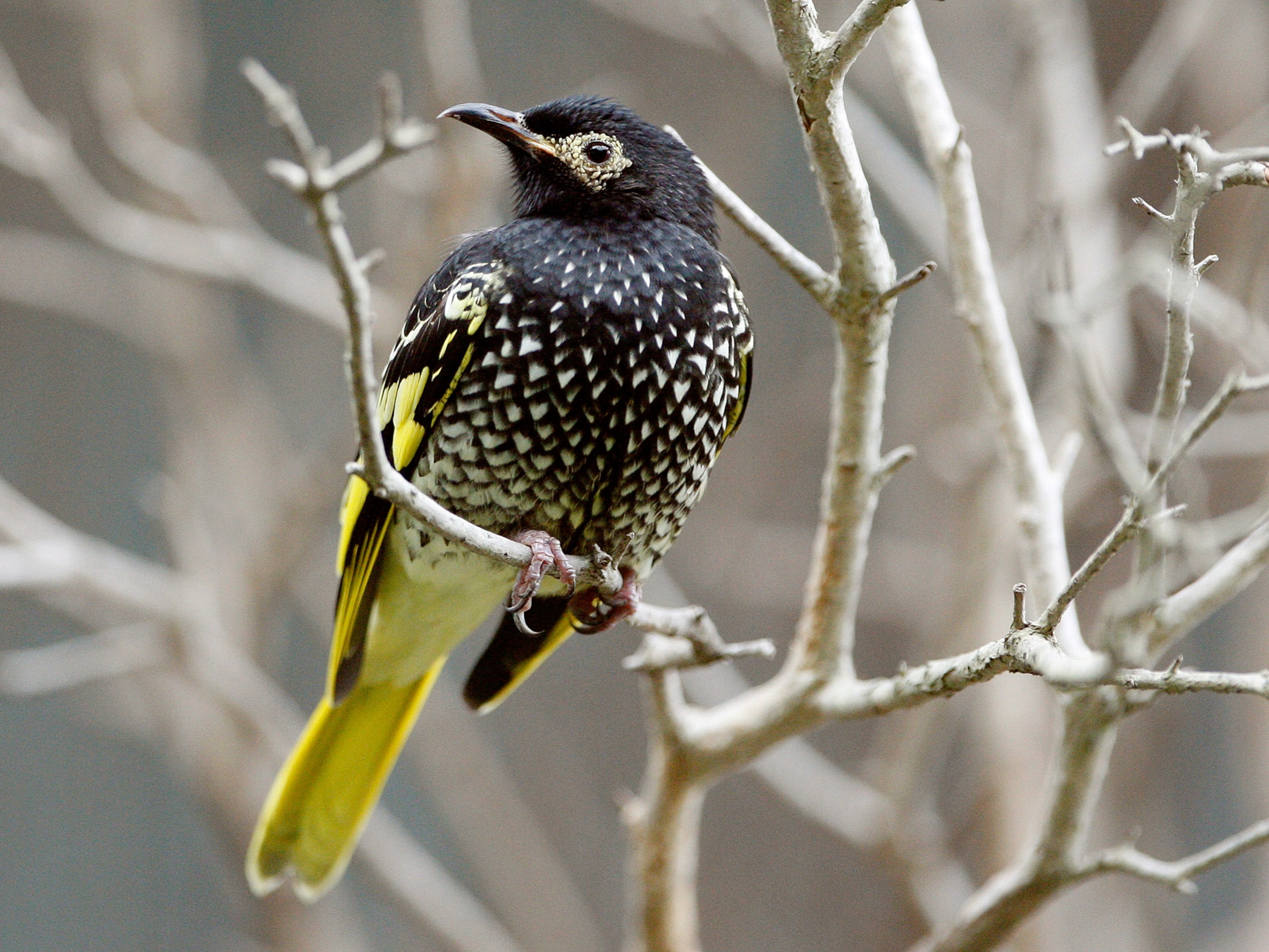 Regent honeyeater picture: one of the newly ranked species on the updated IUCN Red List