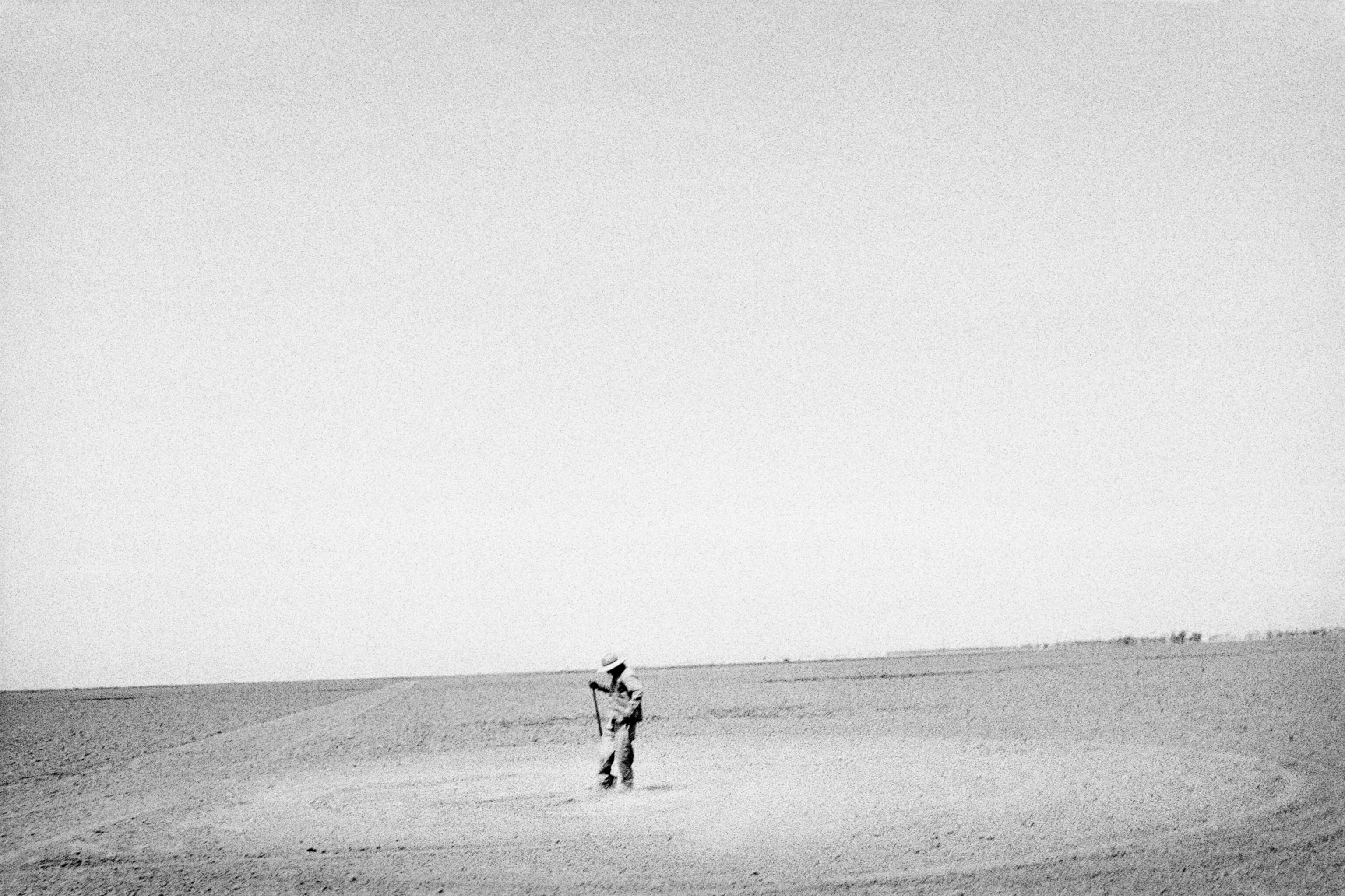 Sheep in melon field.  Firebaugh, California. 1995.