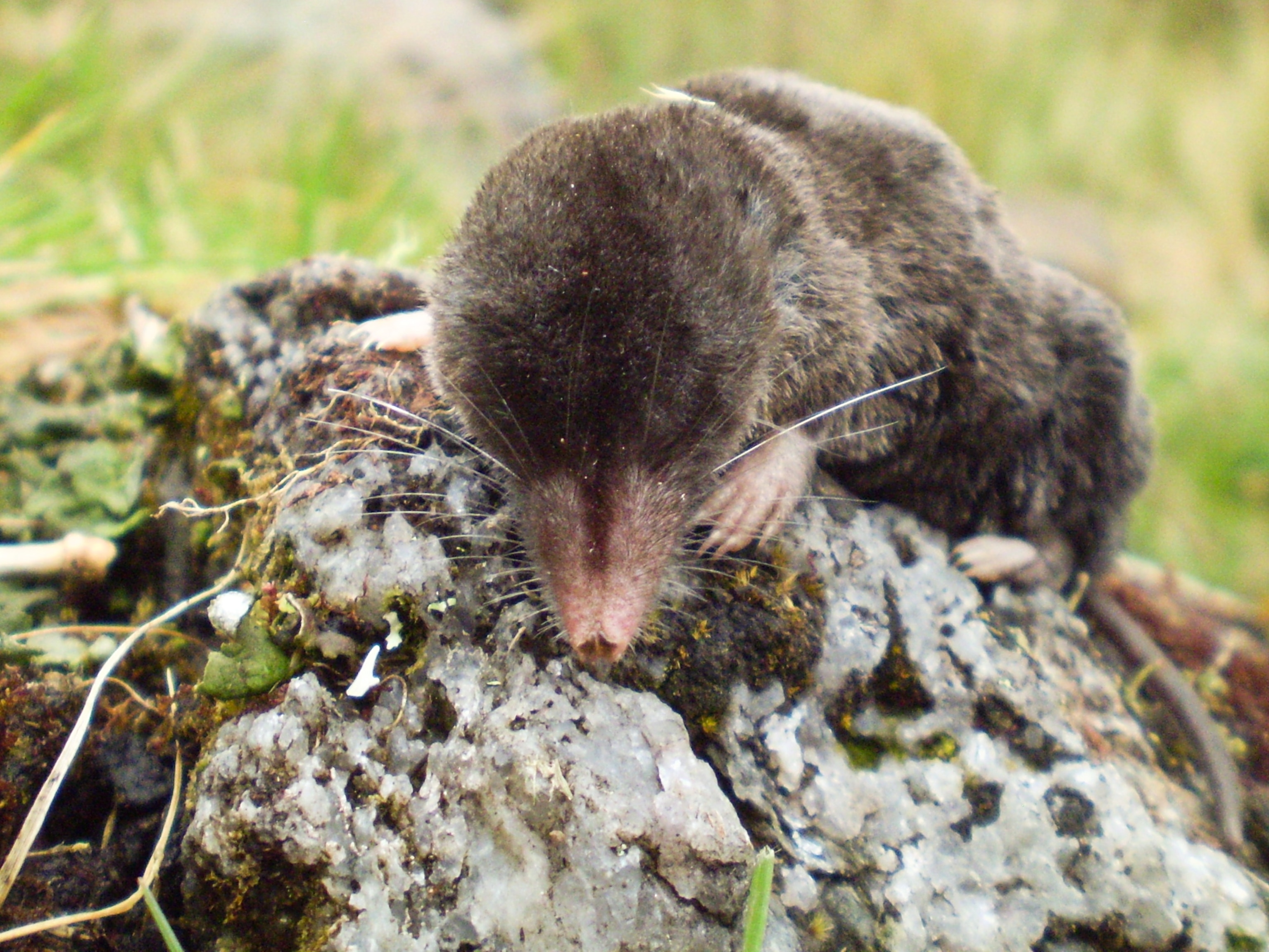 Small-eared shrew picture - one of the new species found during an expedition to Peru