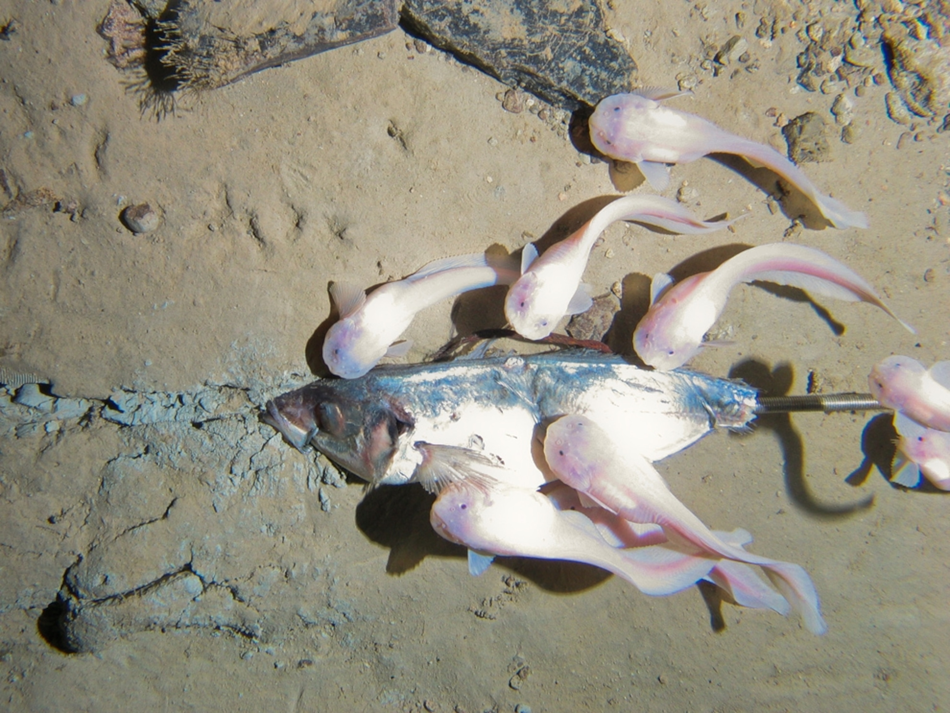 Snailfish picture: fish found in deep ocean trench off New Zealand