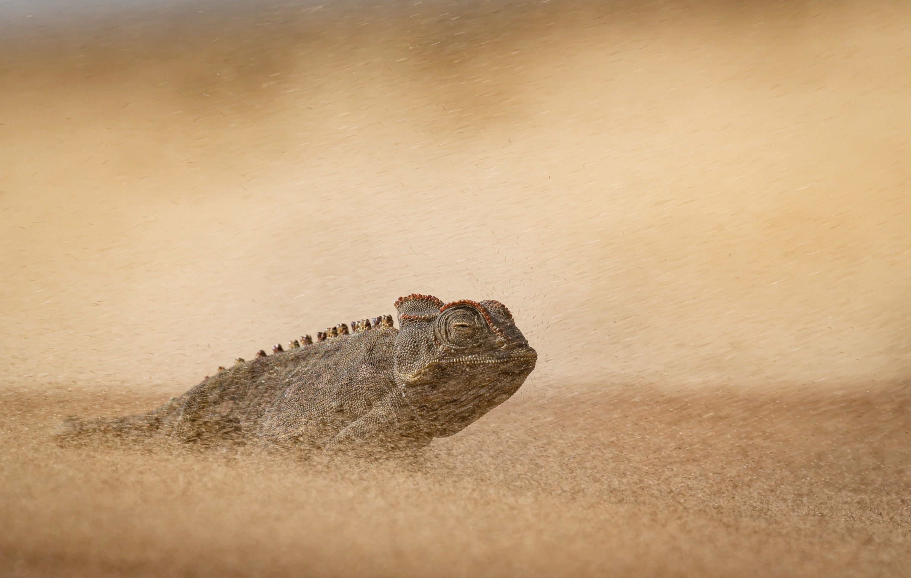 A gray chameleon walks through tan sand as more sand sprays in his face.