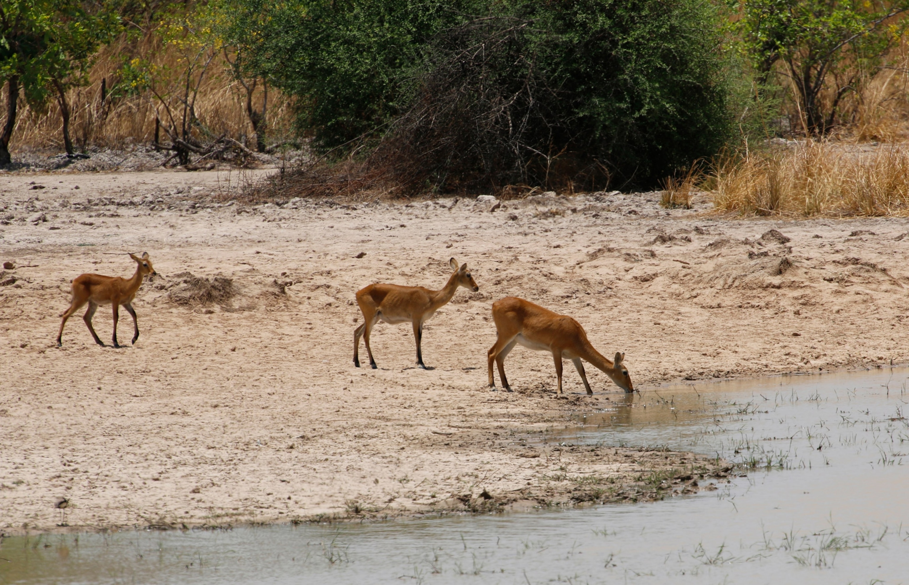 Female Impala
