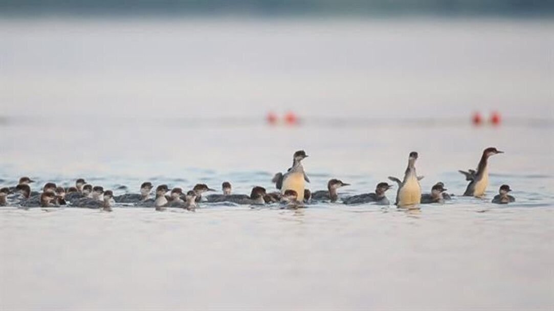 Why Do Ducks Wag Their Tails? (6 Reasons Explained) kienitvc.ac.ke