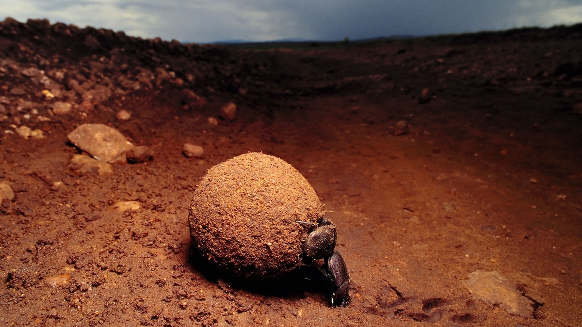 Why Dung Beetles Watch the Sky While Rolling Poop Balls