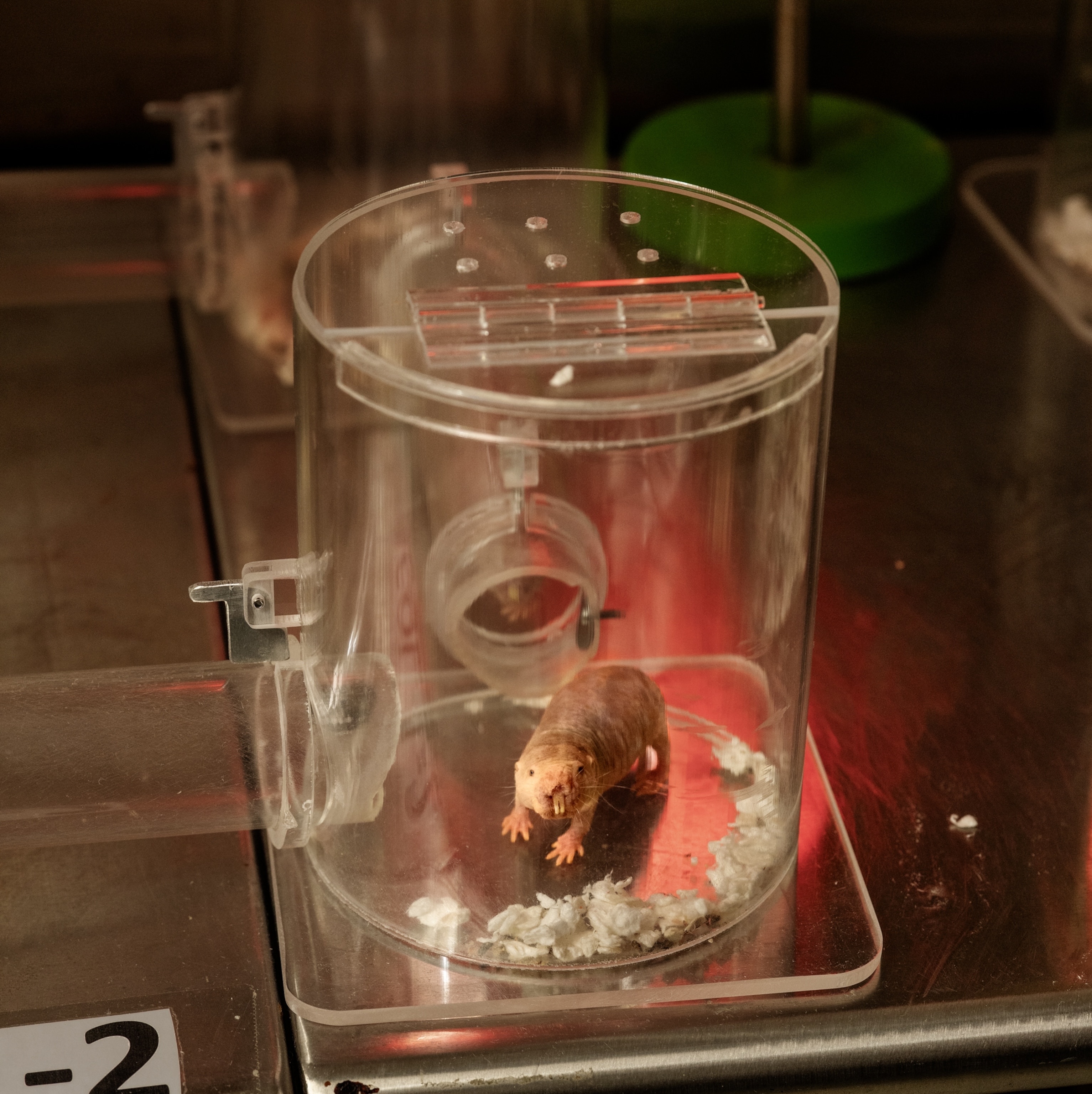 Small rodent in clear glass cylindrical container.