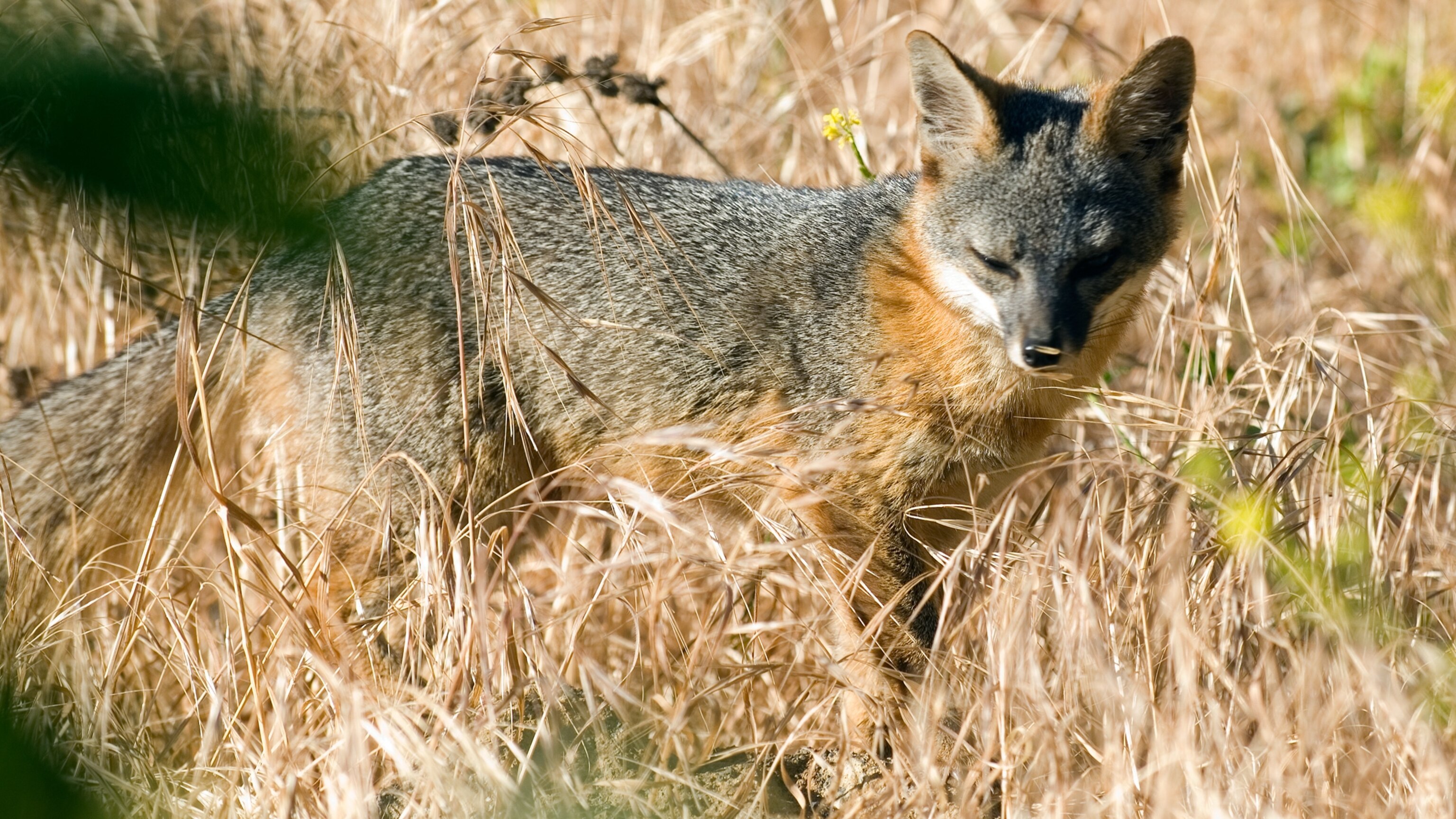 California's 'Dwarf' Fox Is Back From the Brink | National Geographic