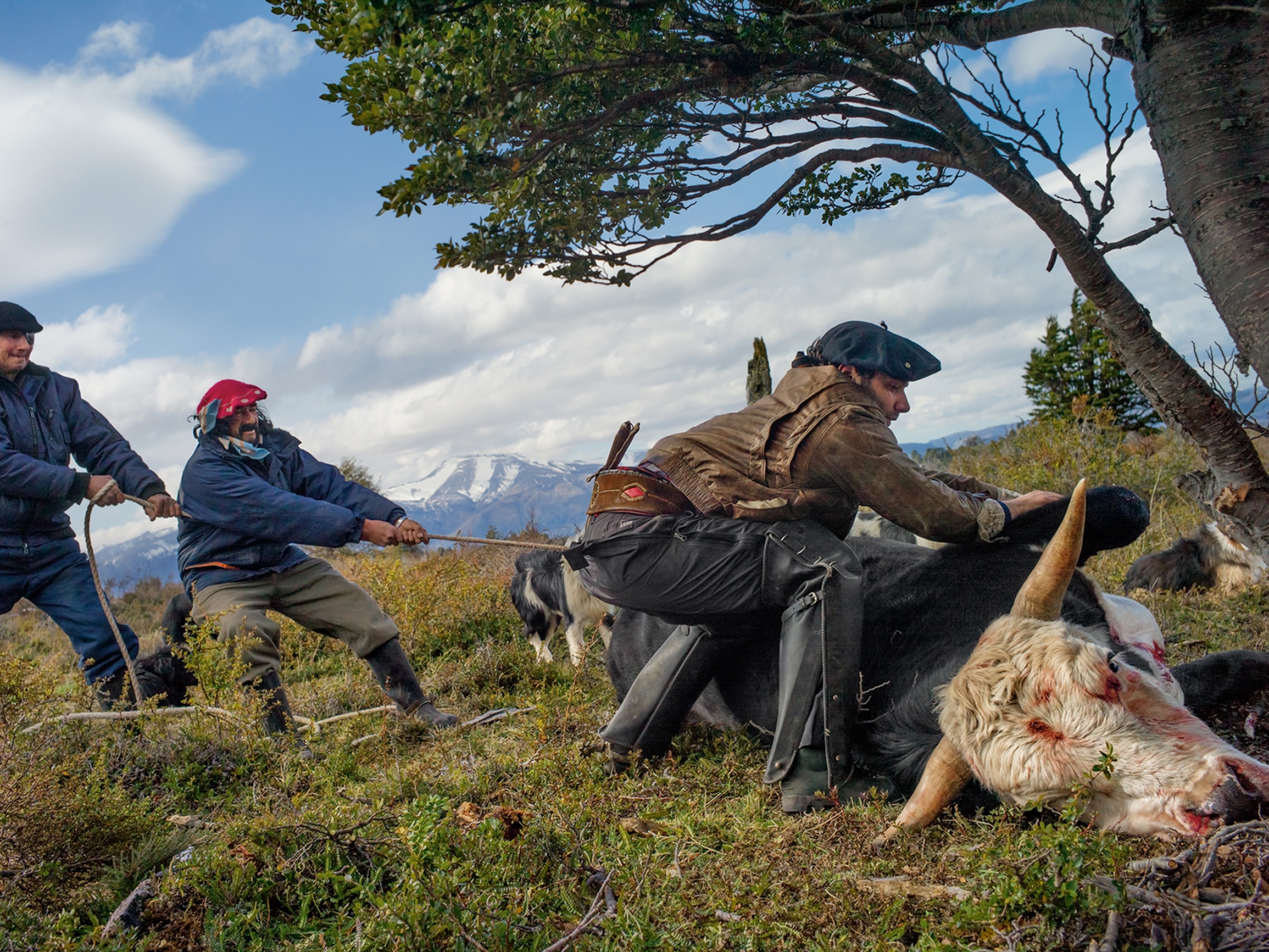 bagualeros roping a feral bull
