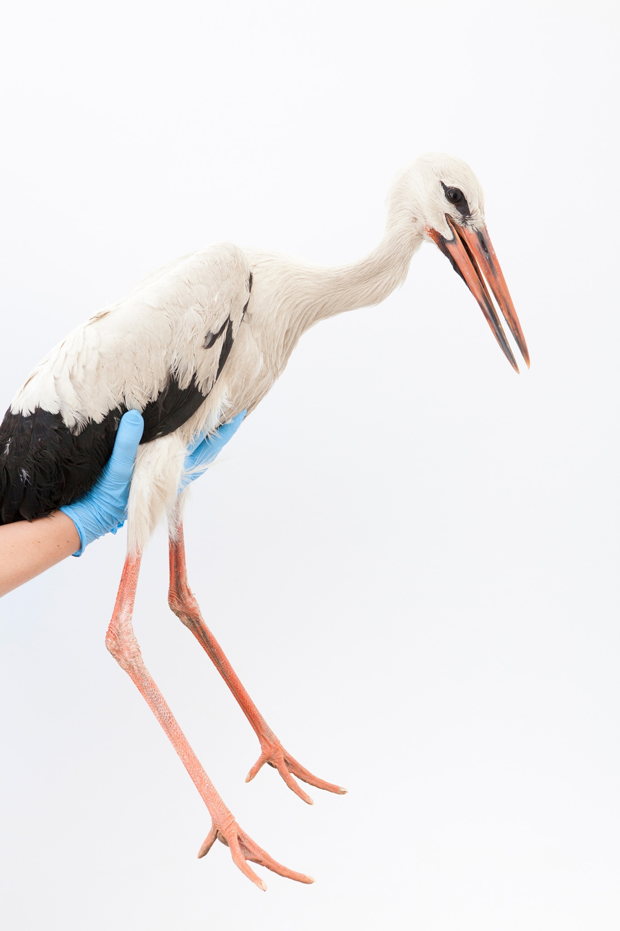 a white stork in a blue gloved hand