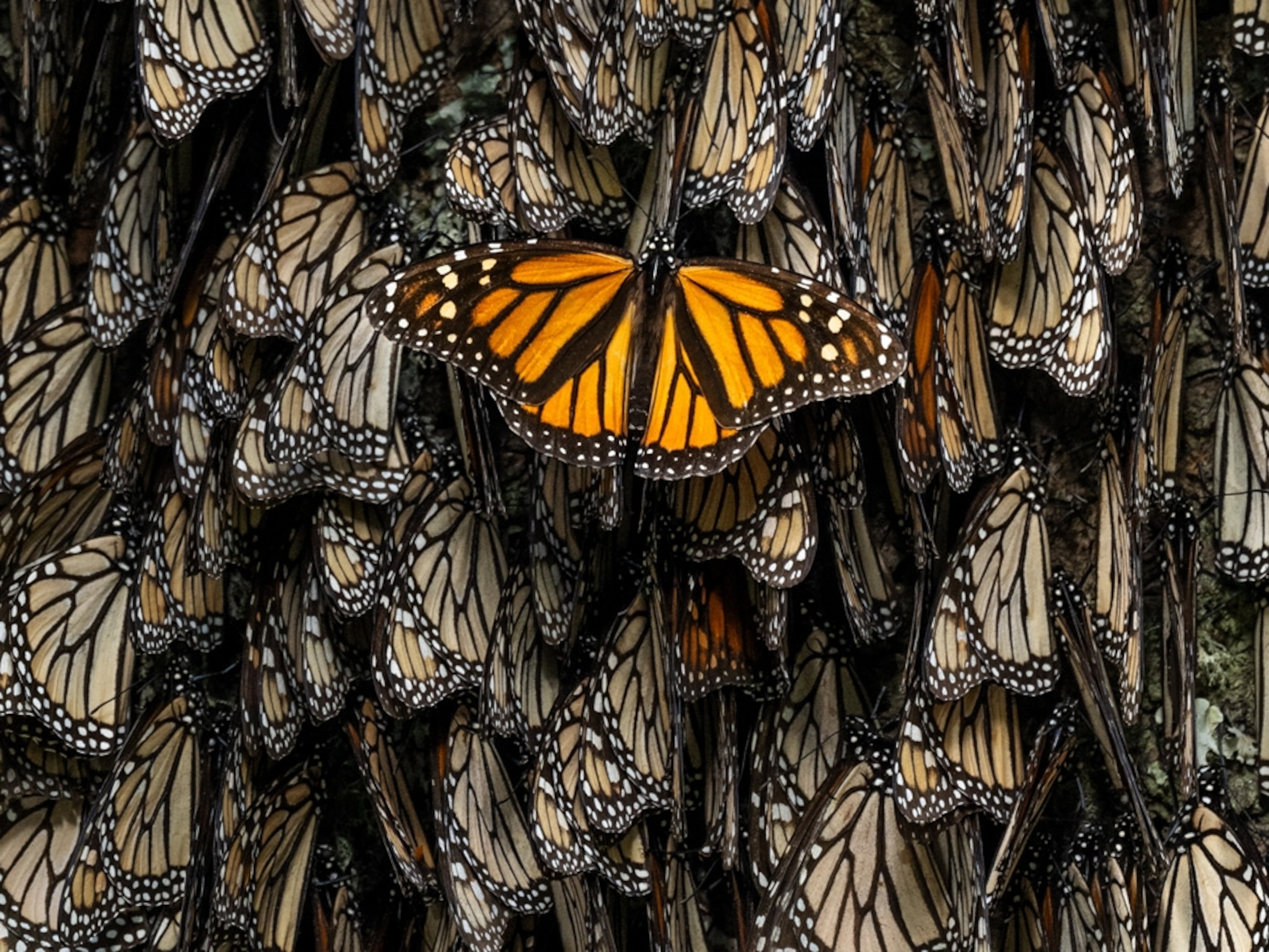 Monarch Butterfly Migration: The Secret Power of White Spots