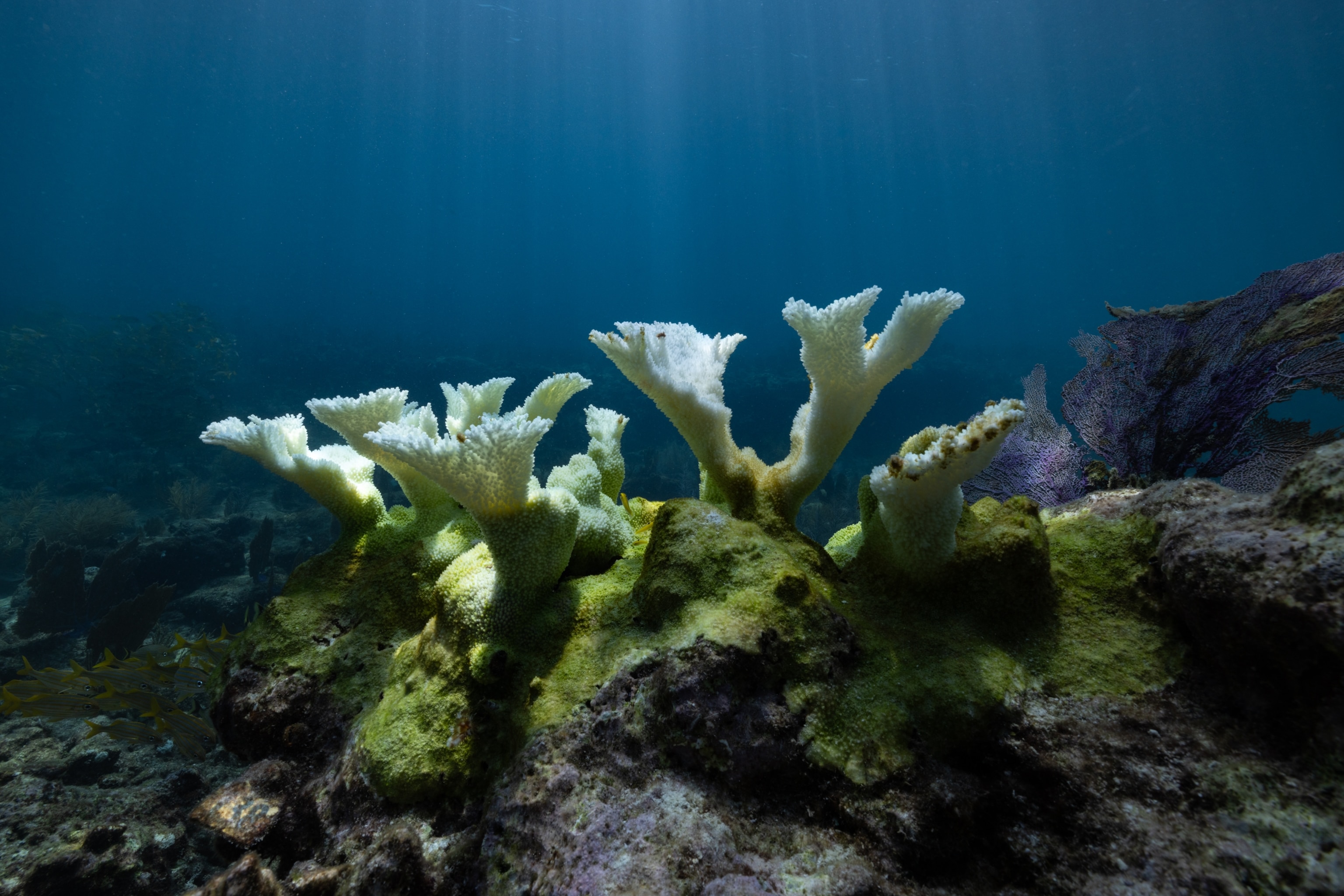fan-shaped coral, bleached white, under water
