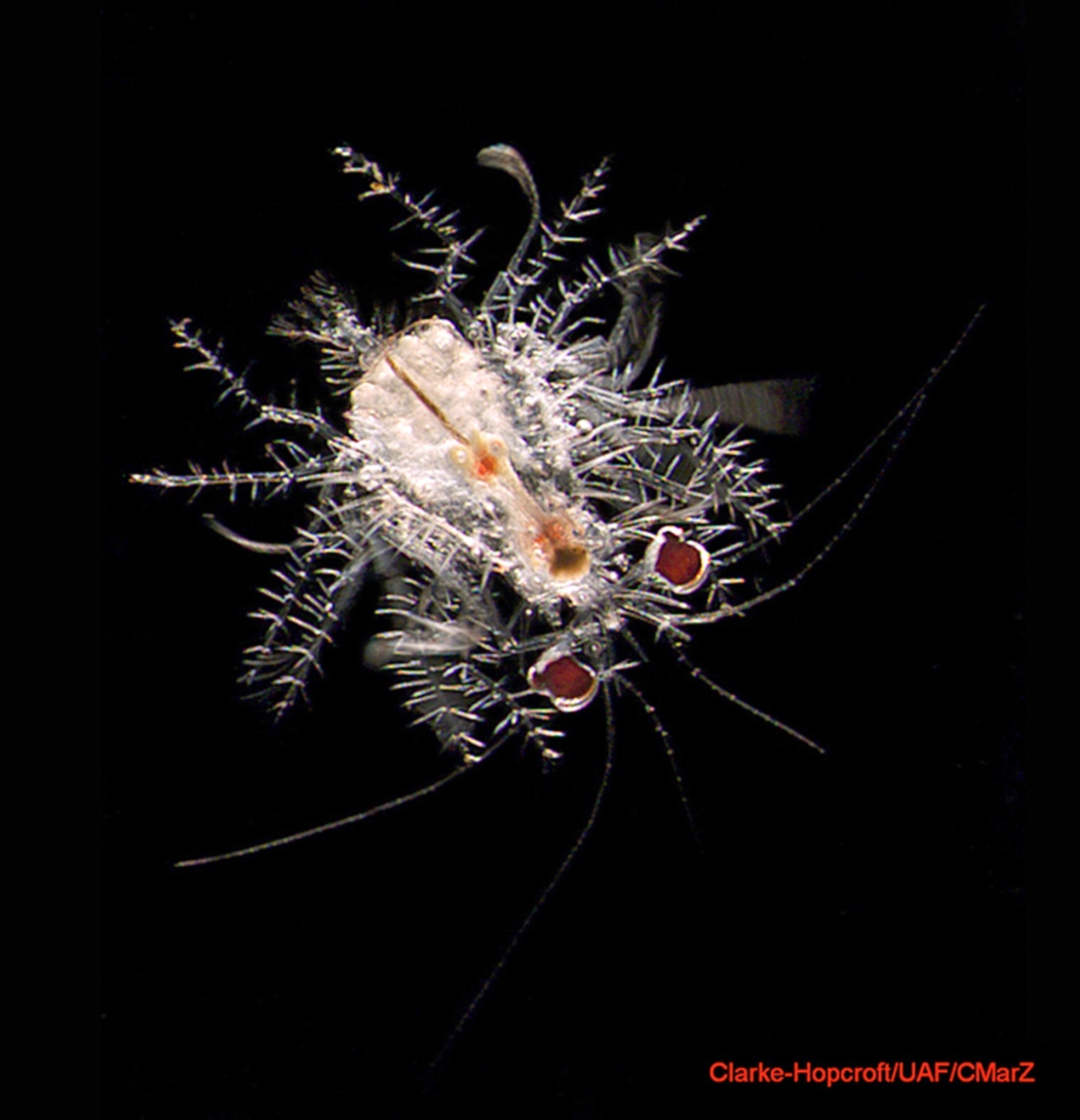 a prickly spider crab larva, inventoried as part the Census of Marine Life's study of hard-to-see sea creatures