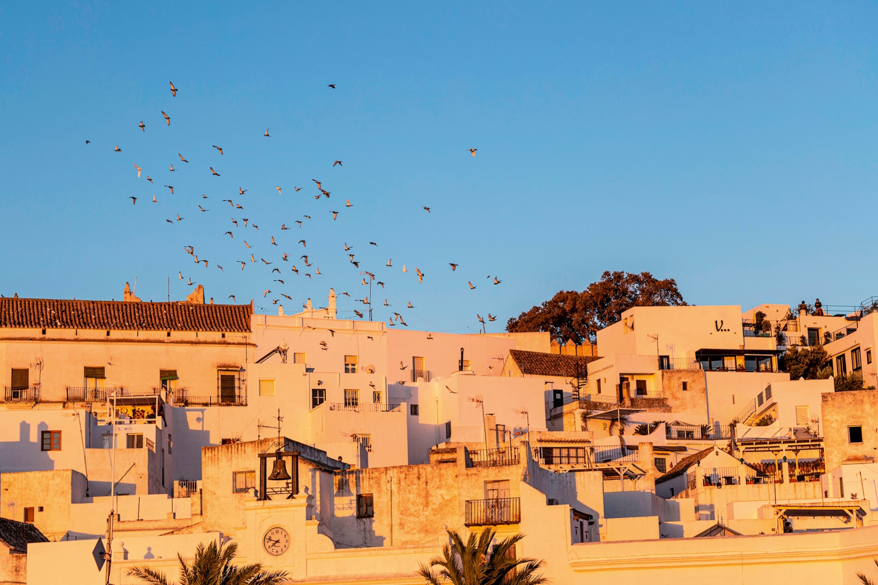 A flat-roofed, hill-side town at sunset as a swarm of birds takes flight.