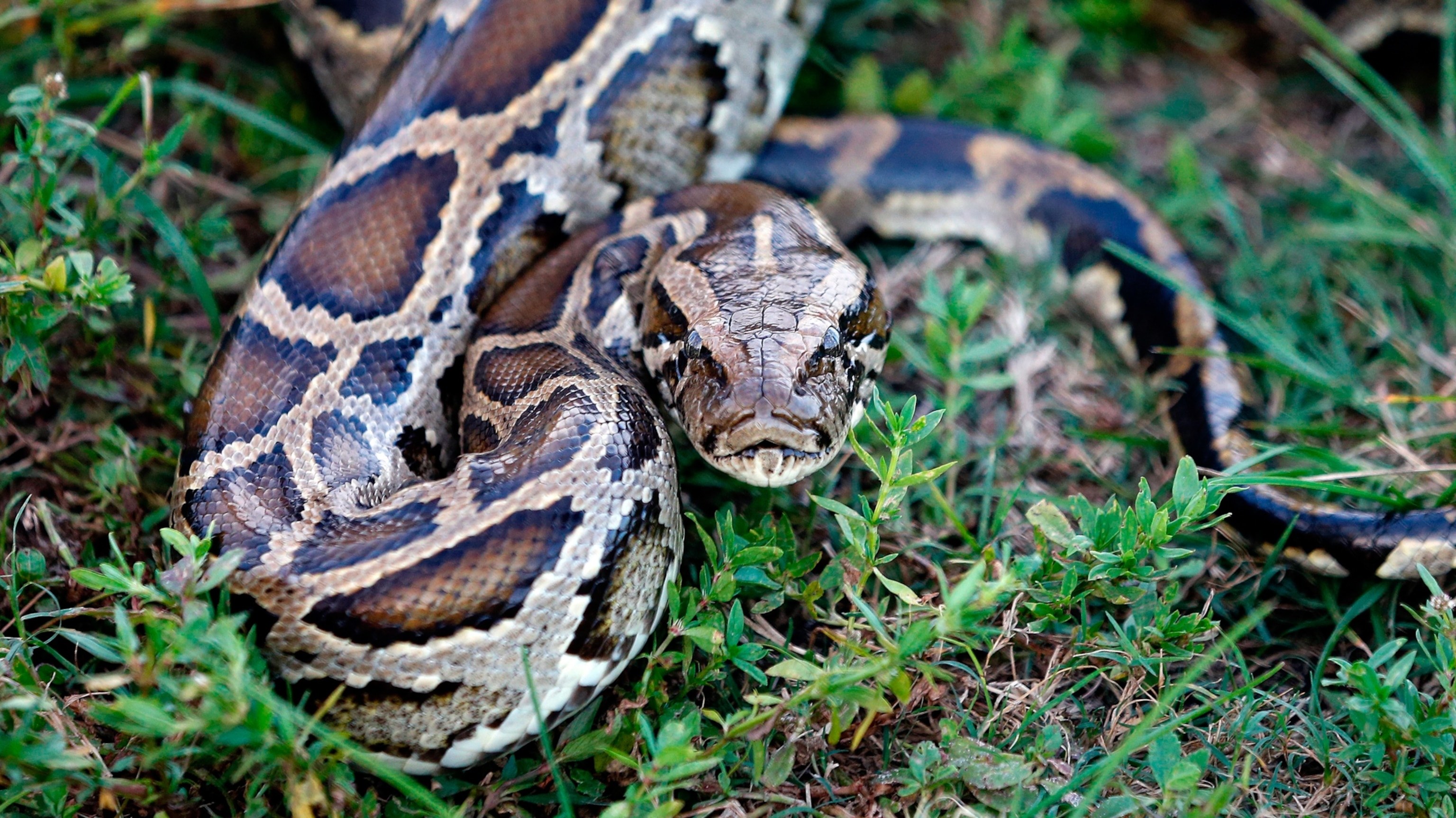 First-ever photos of bobcat eating invasive python eggs show 'Everglades  fighting back'
