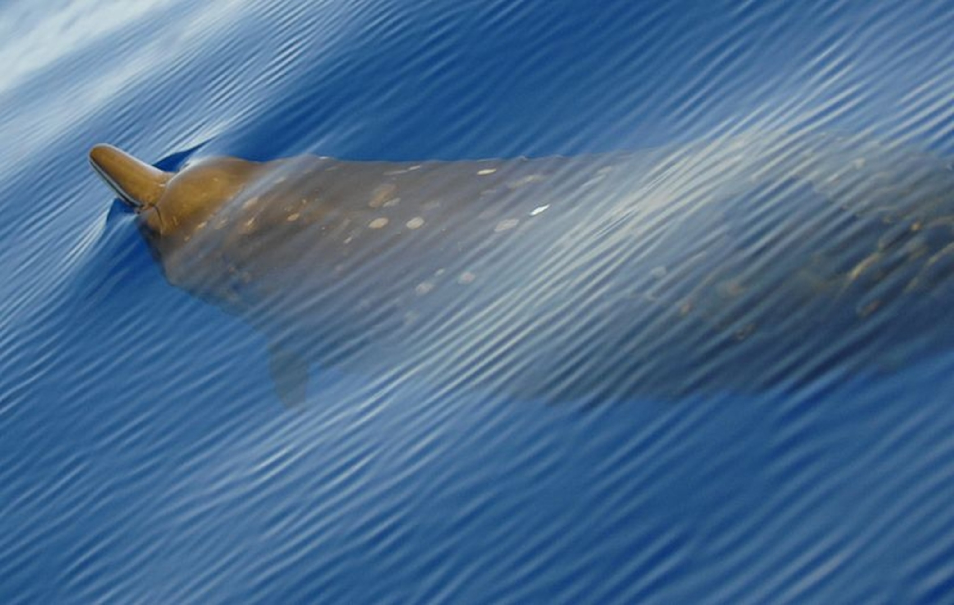 Do Beaked Whales Have Internal Antlers? | National Geographic, image size:3072x1948
