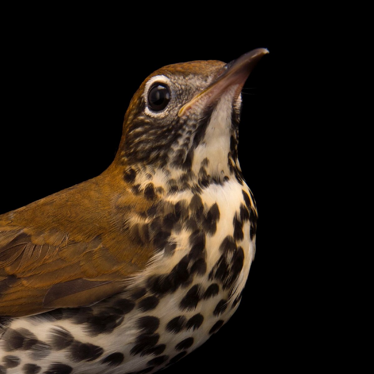Wood Thrush National Geographic