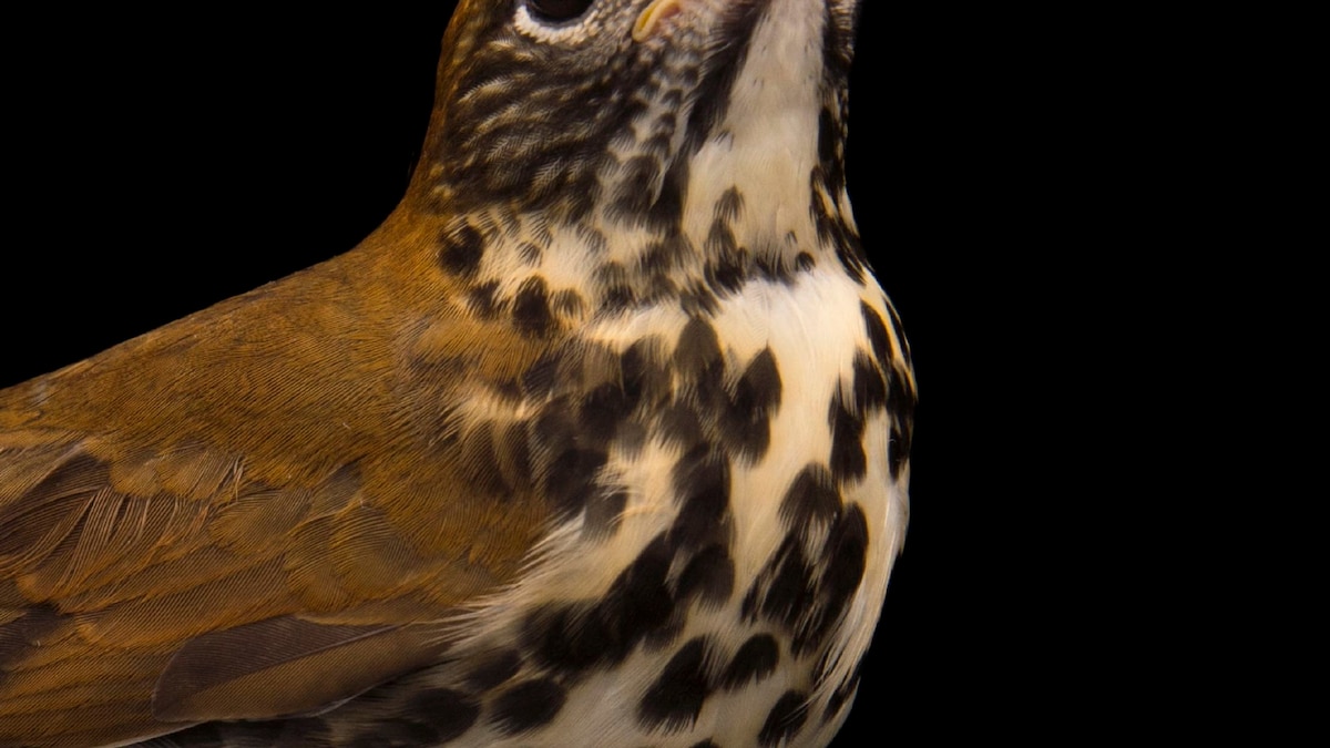 Wood Thrush National Geographic