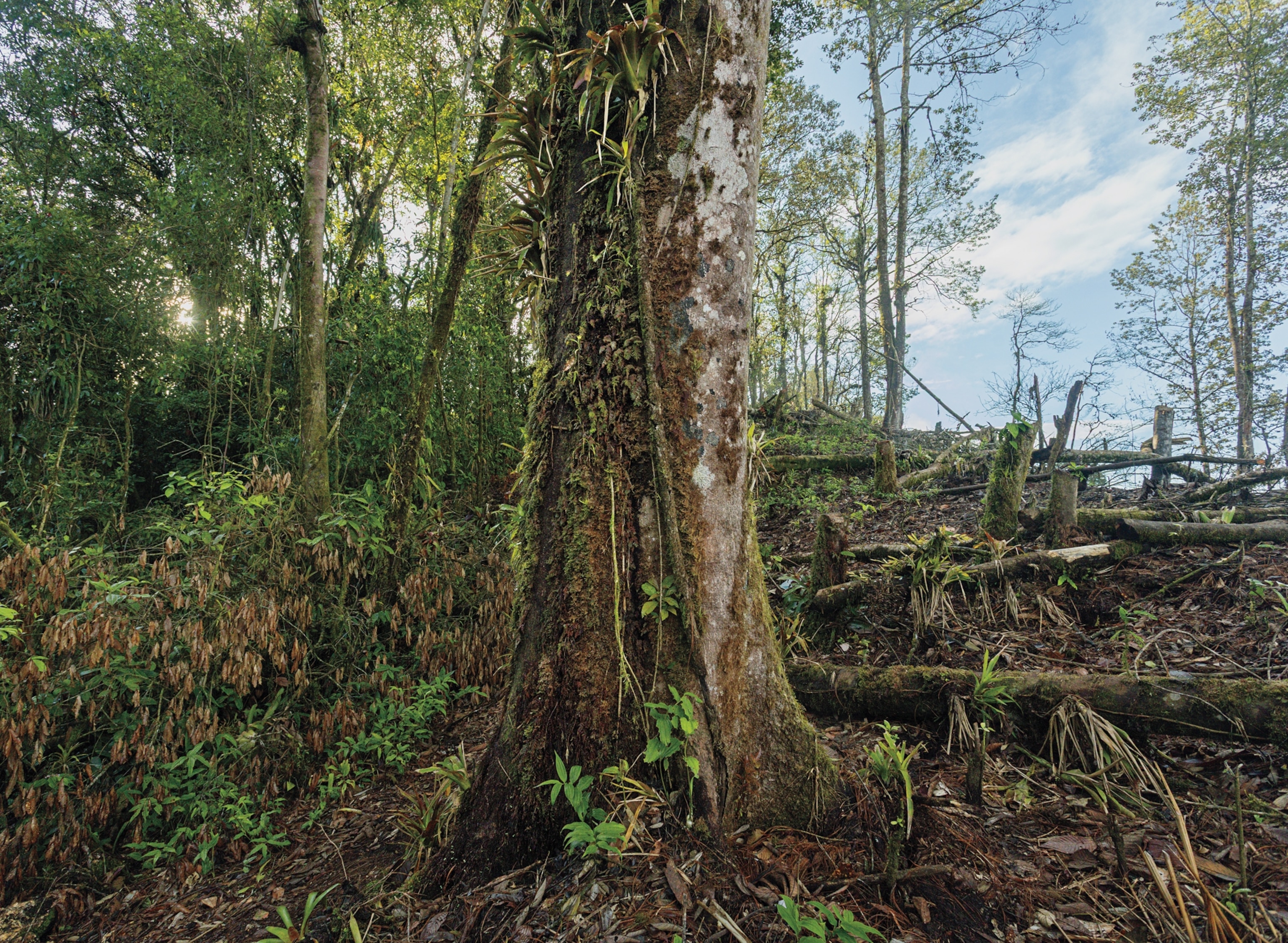 Tree and lush forest on its left, and an adjacent property that was clear-cut on its right.