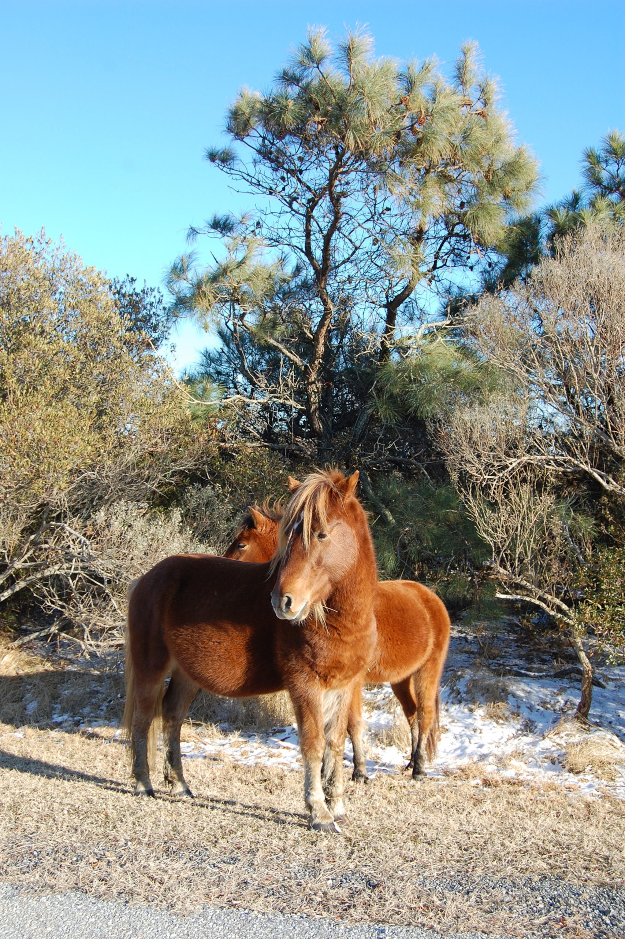 Brown wild horses stand in front of shrubbery
