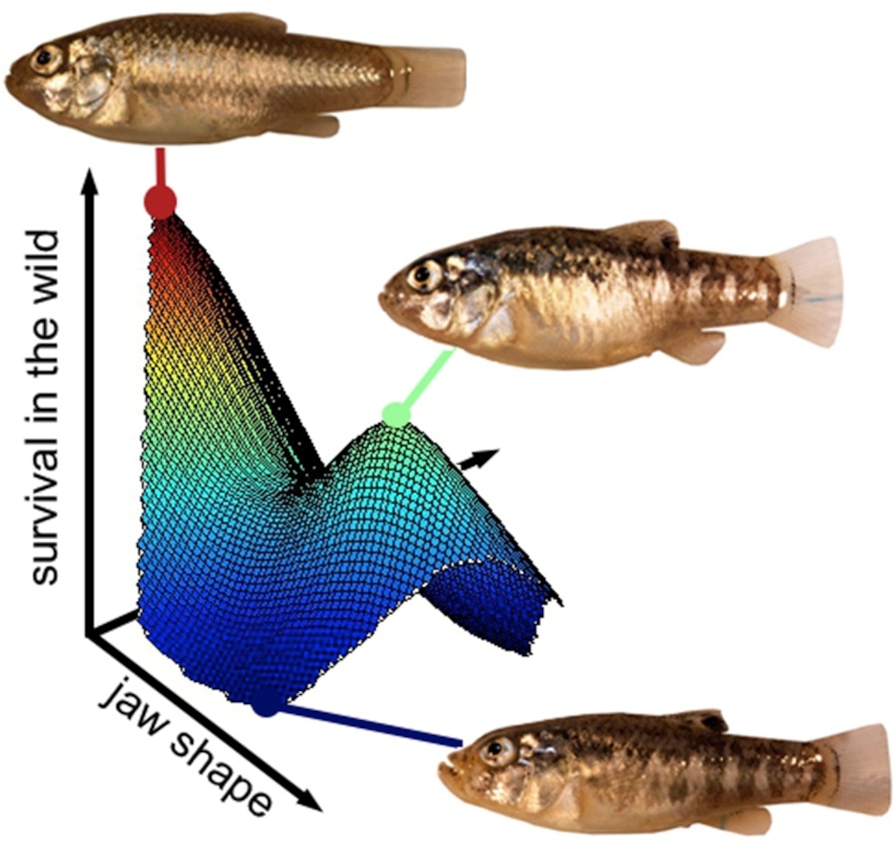 Incredible Fish That Climb Walls As Babies! - gvd1apz