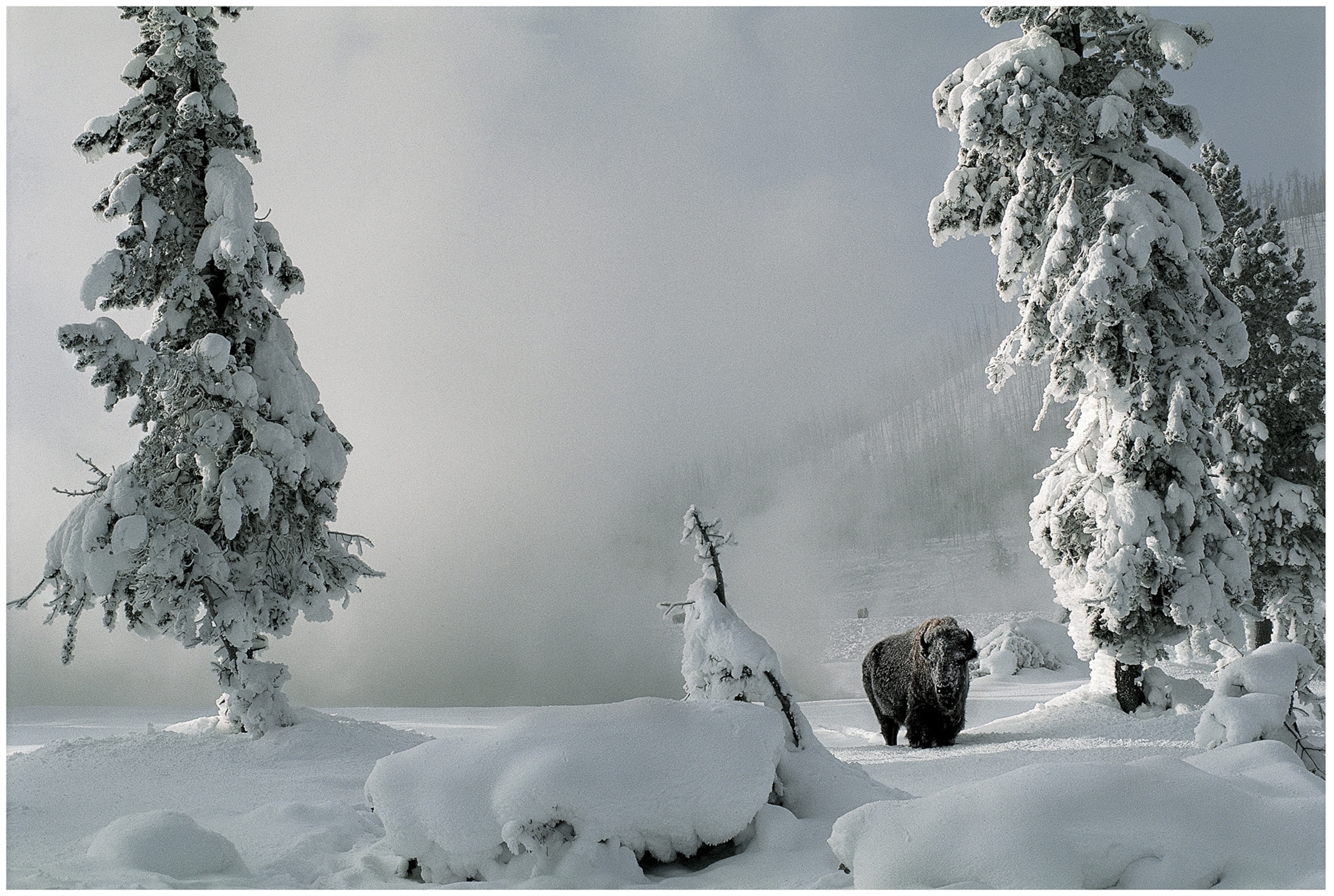 A lone bison stands in snow covered Yellowstone National Park.