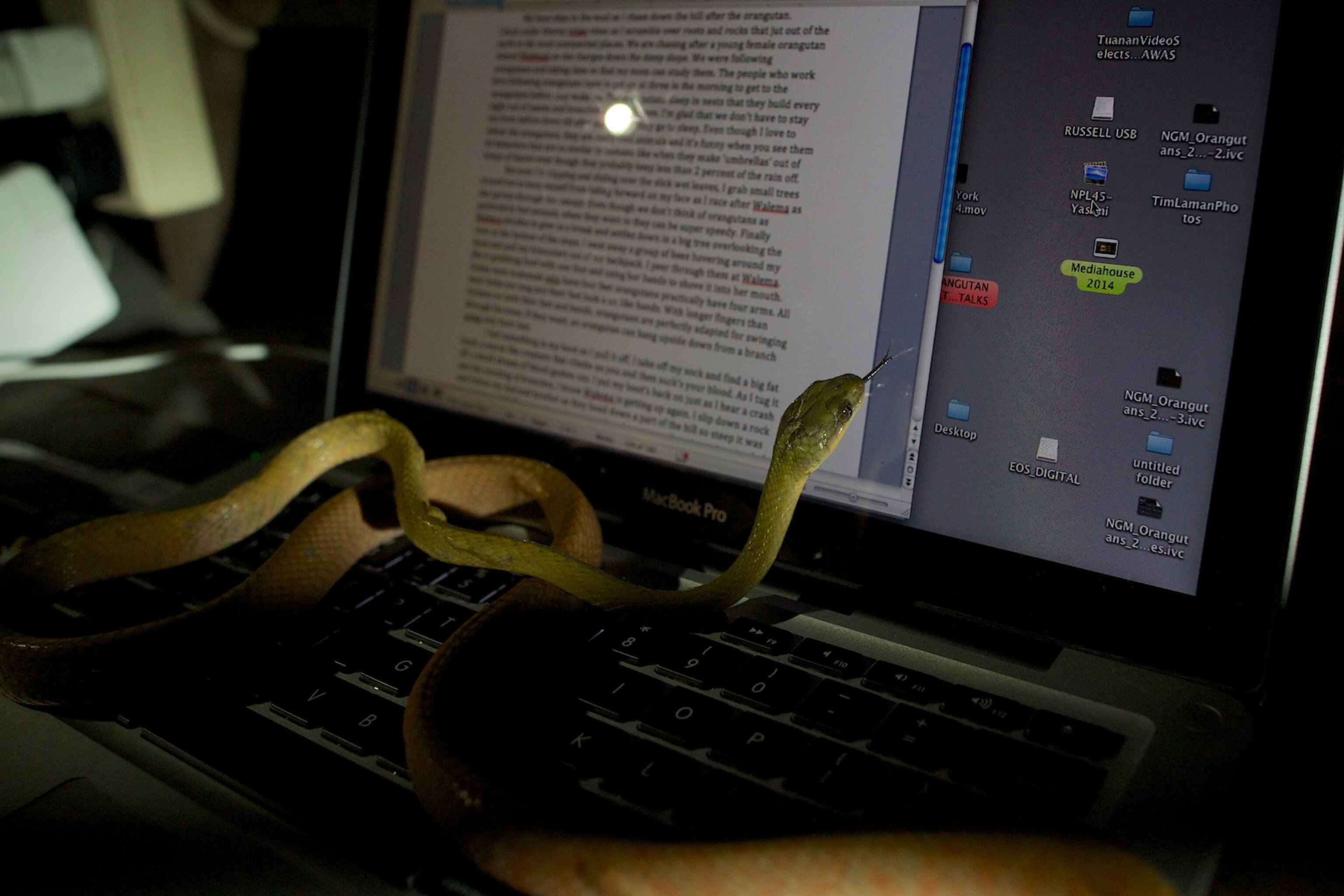 a snake sitting on a computer keyboard