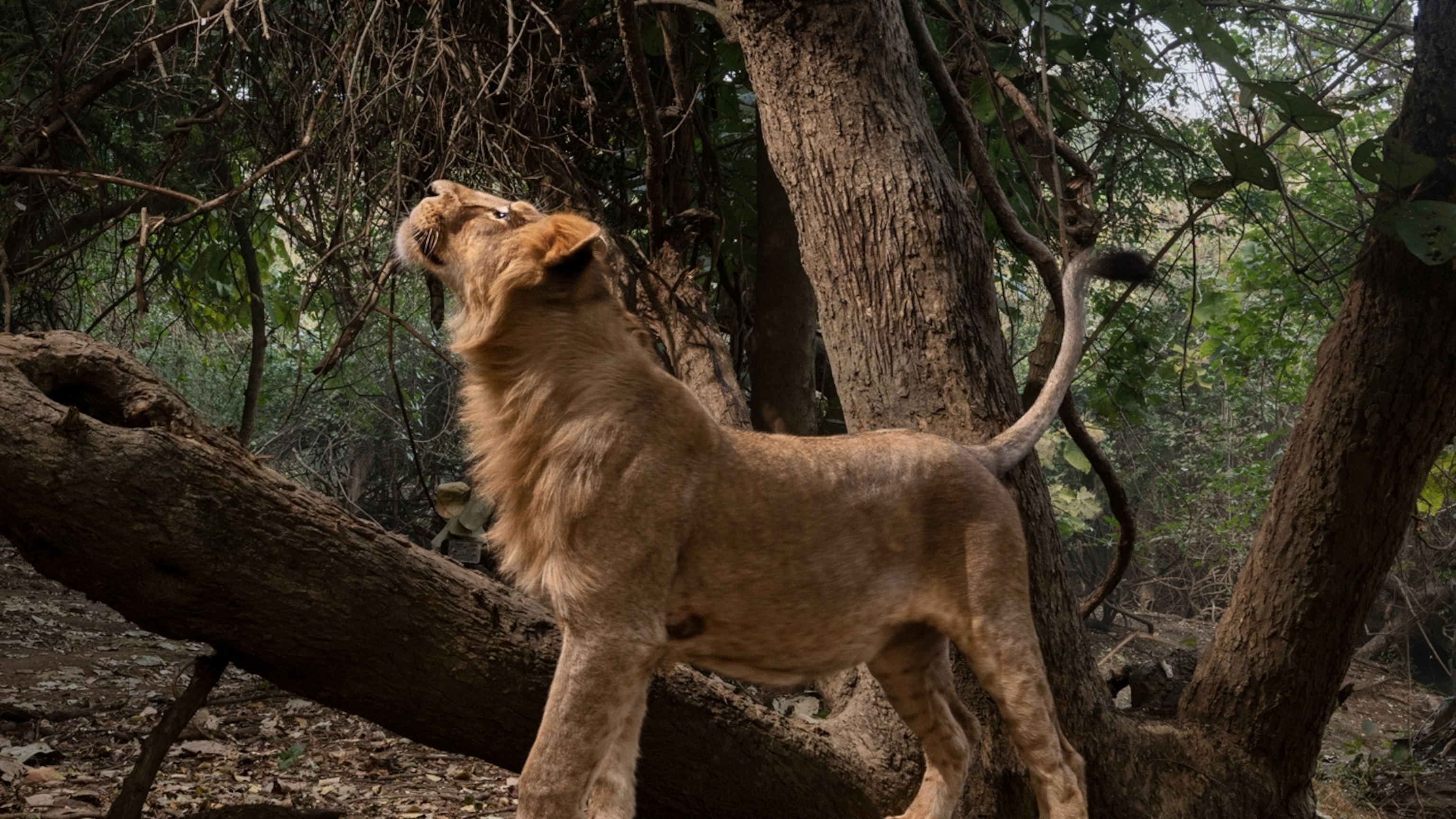 Can India’s last lions be saved?