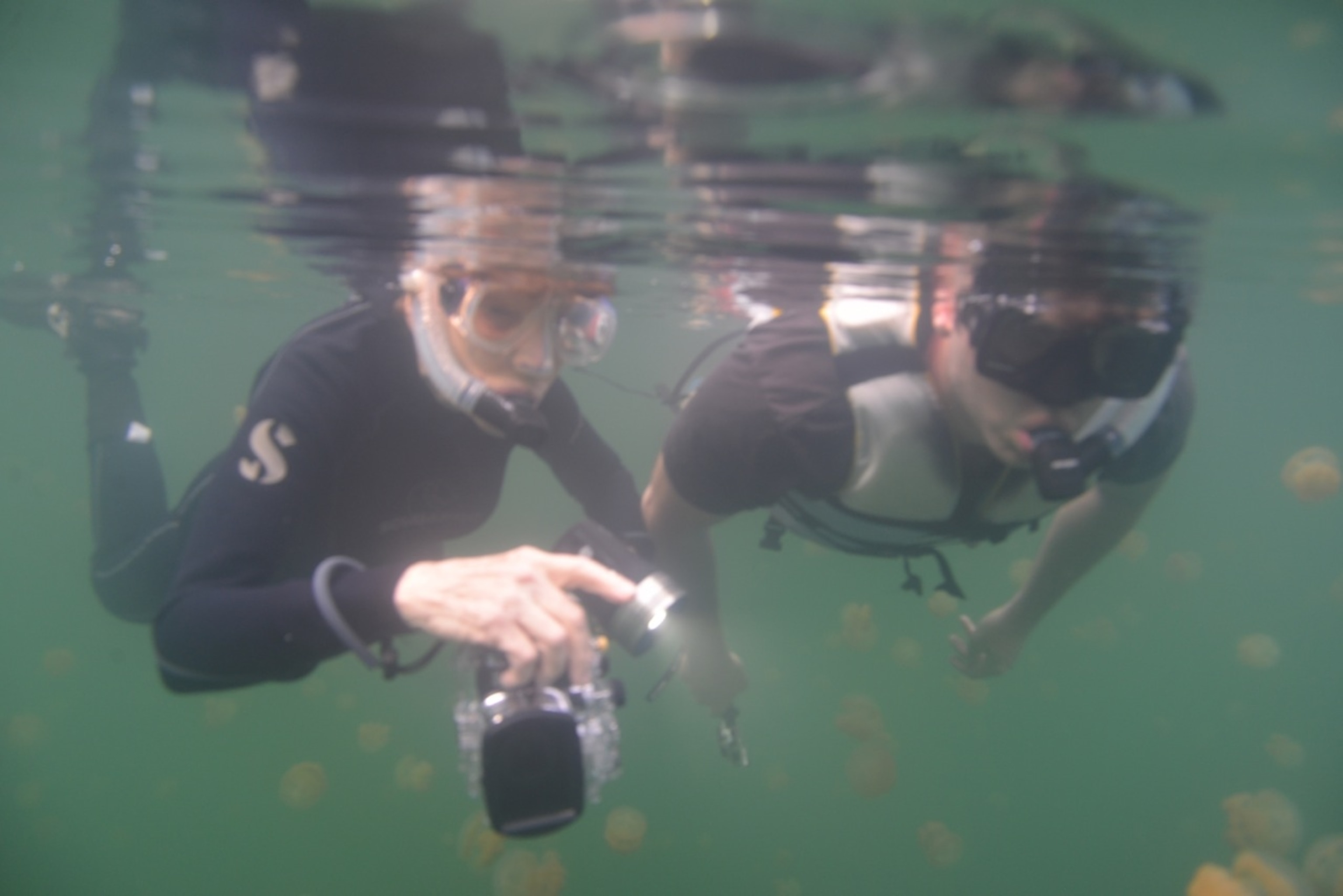 Exploring Jellyfish Lake with National Geographic Explorer-in-Residence Sylvia Earle. (Photo by Josh Newman, National Geographic)