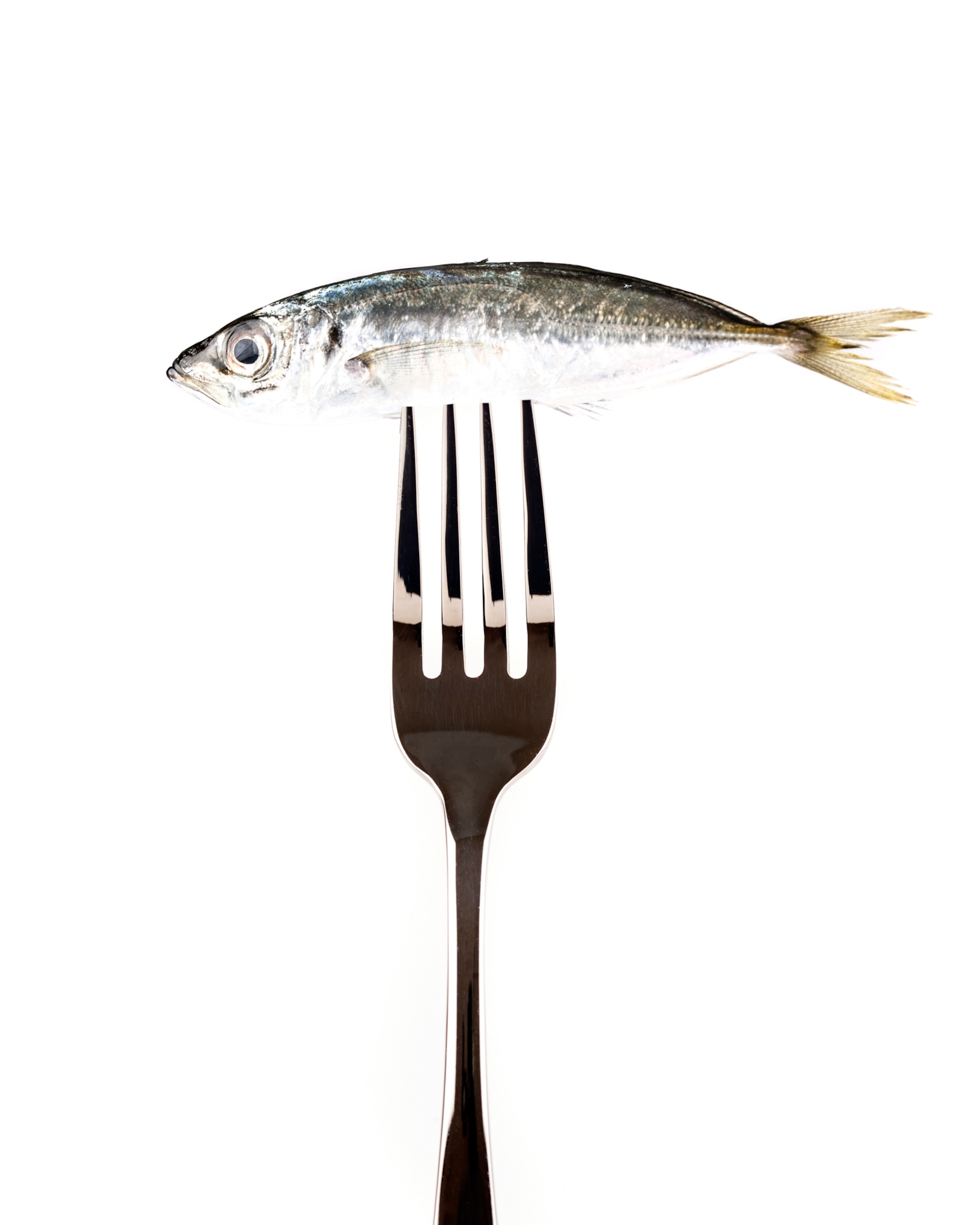 A single anchovy sticking from the end of a fork, against a white background