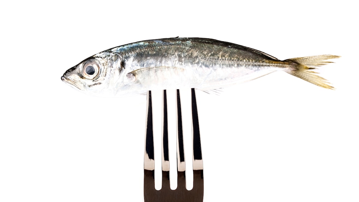 A marine scientist explains why she eats seafood—even octopus