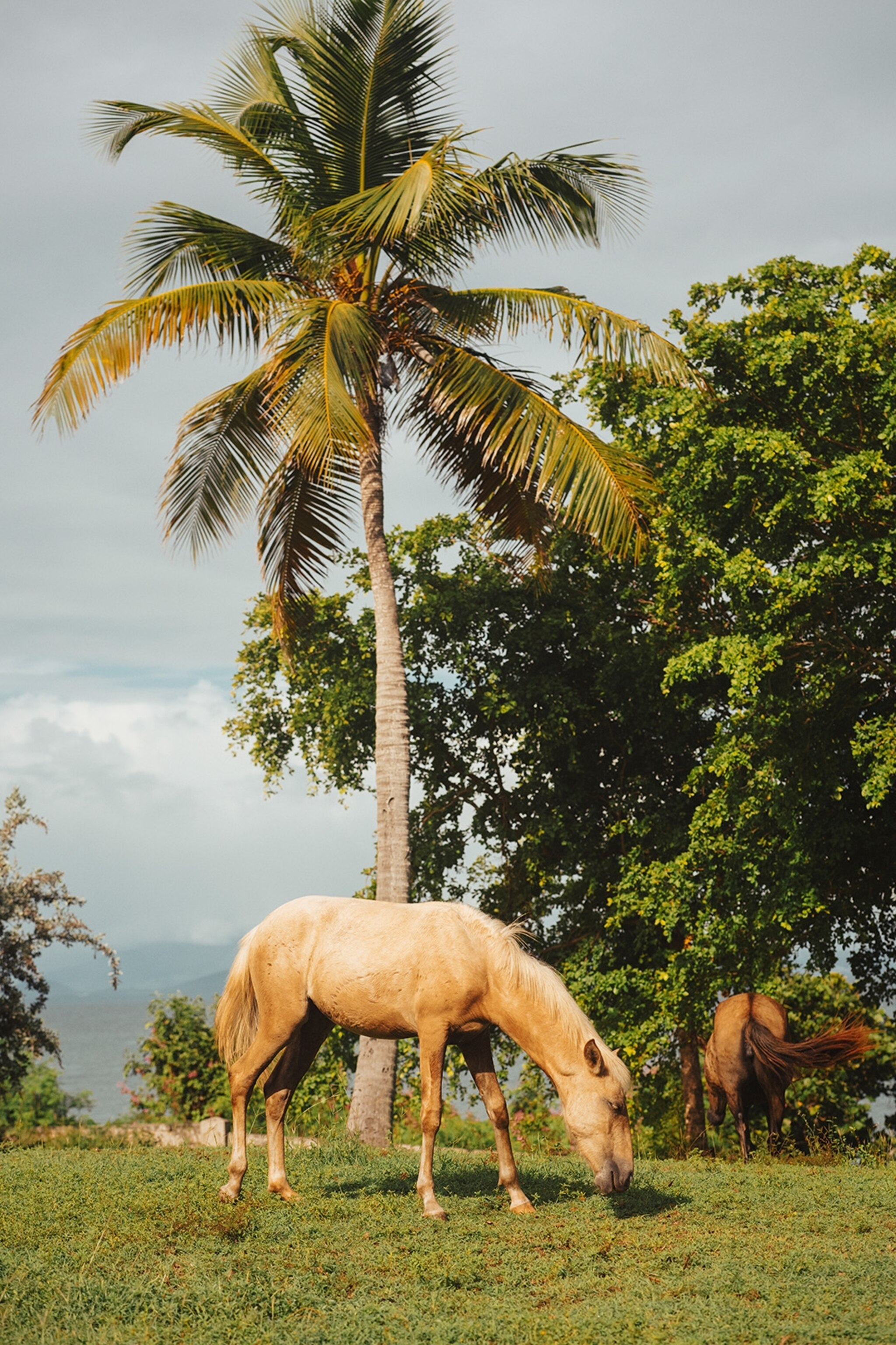 Horses on Vieques