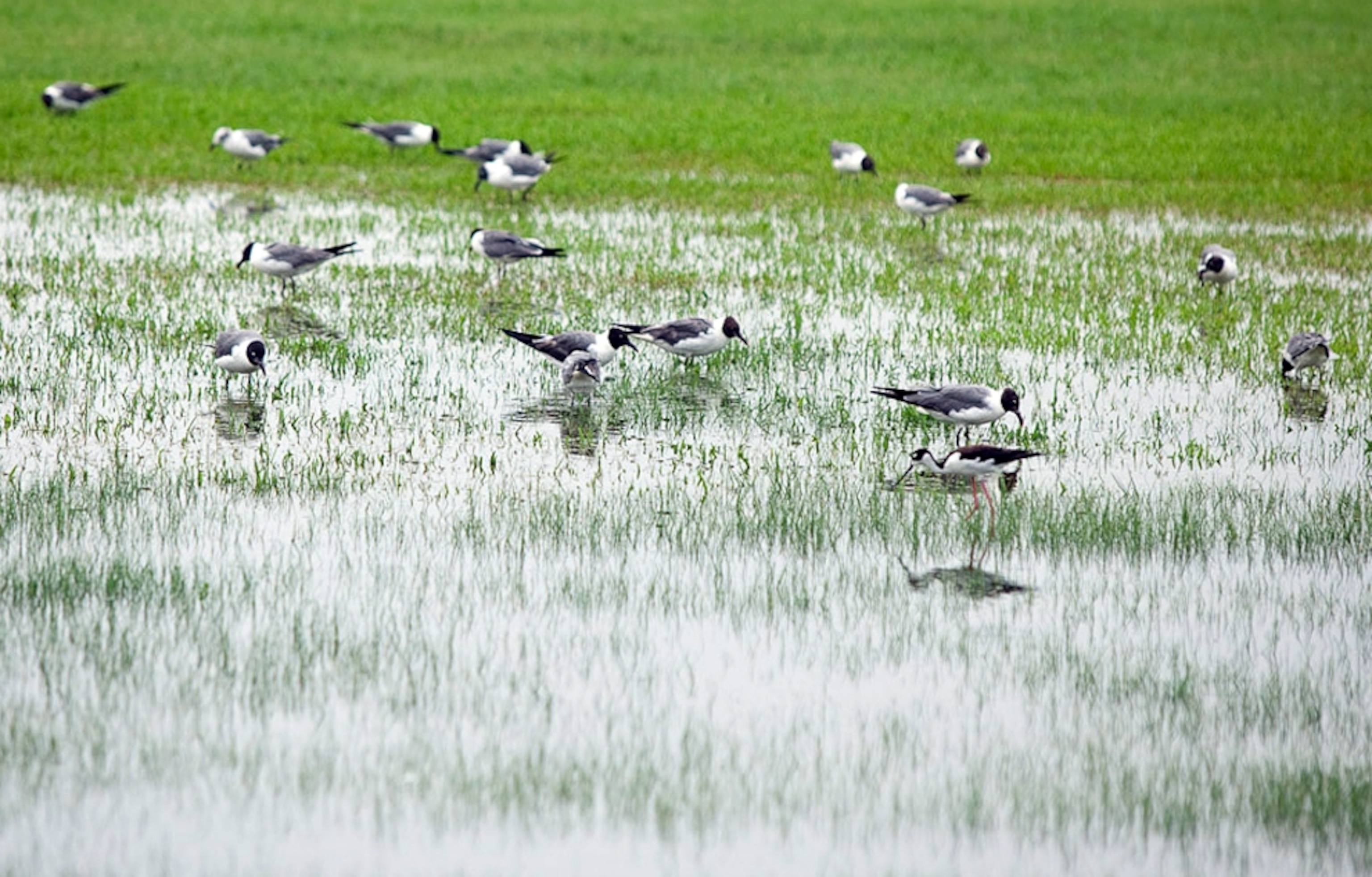 Birds standing in water