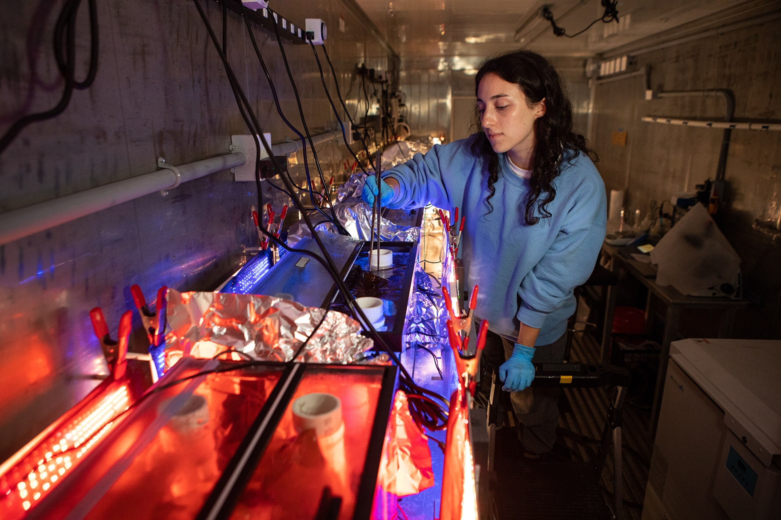 a woman pokes kelp in a fish tank that is filtered with red and blue light