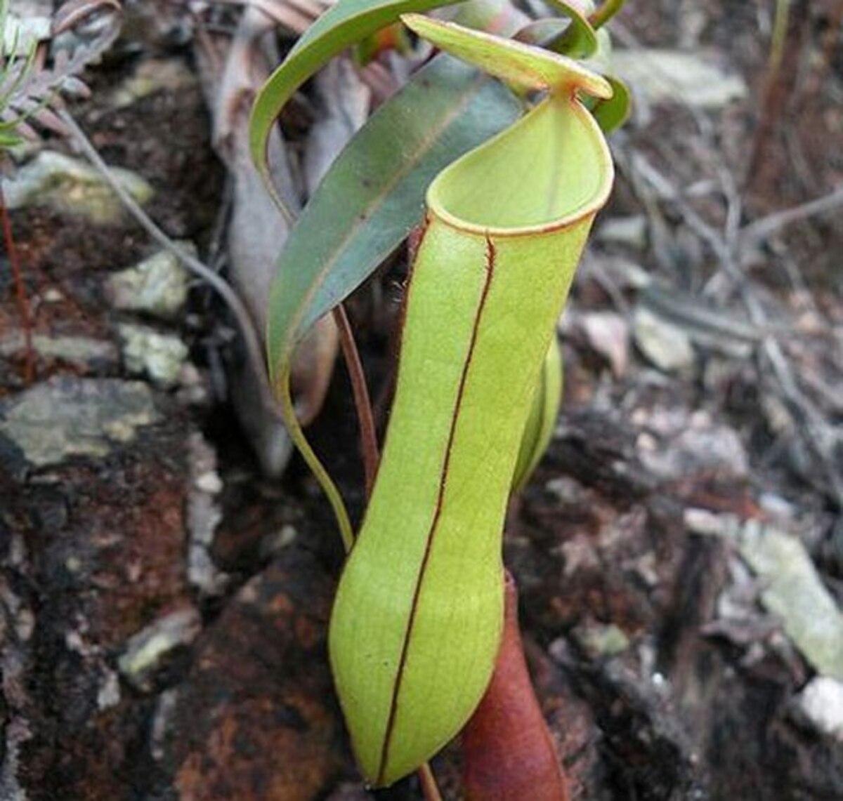Pitcher plant uses falling rain to trap insects
