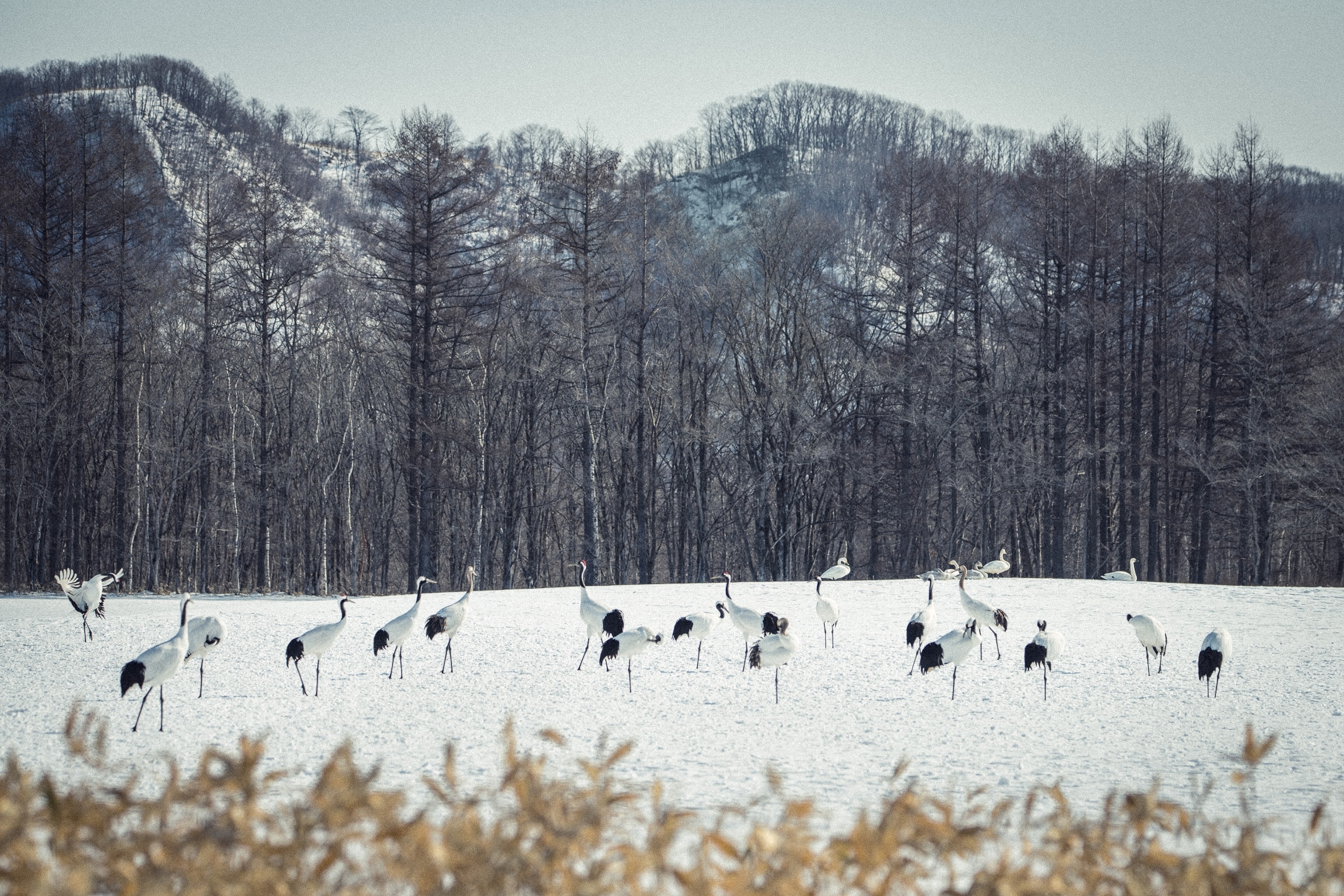 A wide landscape shot of snowy wetlands with a wintery forest lining the background and a swarm of elegant cranes in the foreground.