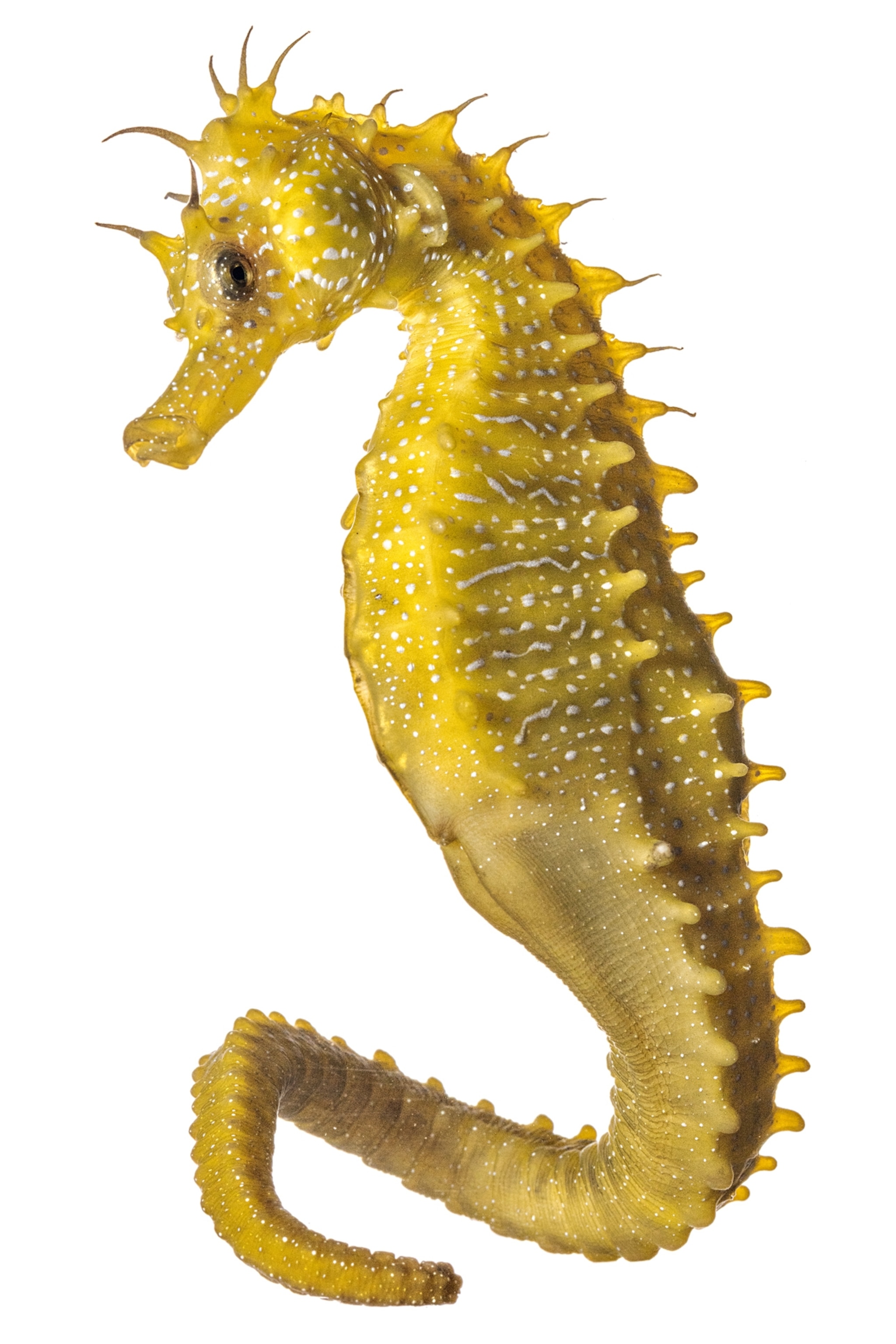 The weird, wondrous world of seahorses (14) The weird, wondrous world of seahorses (14)