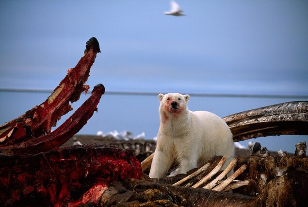 Why Obama Is The First President To Visit The Arctic