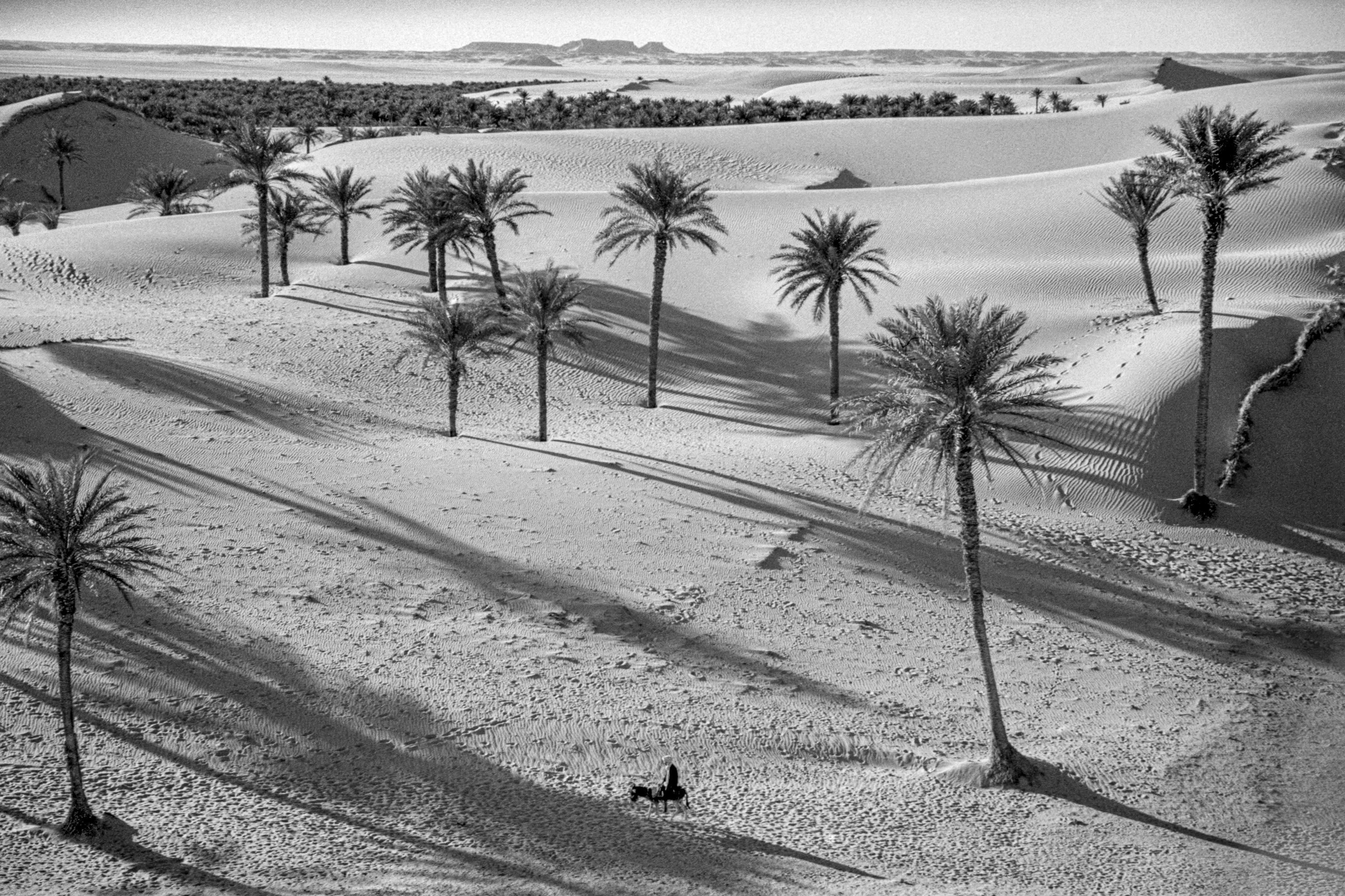 A desert landscape with palm trees