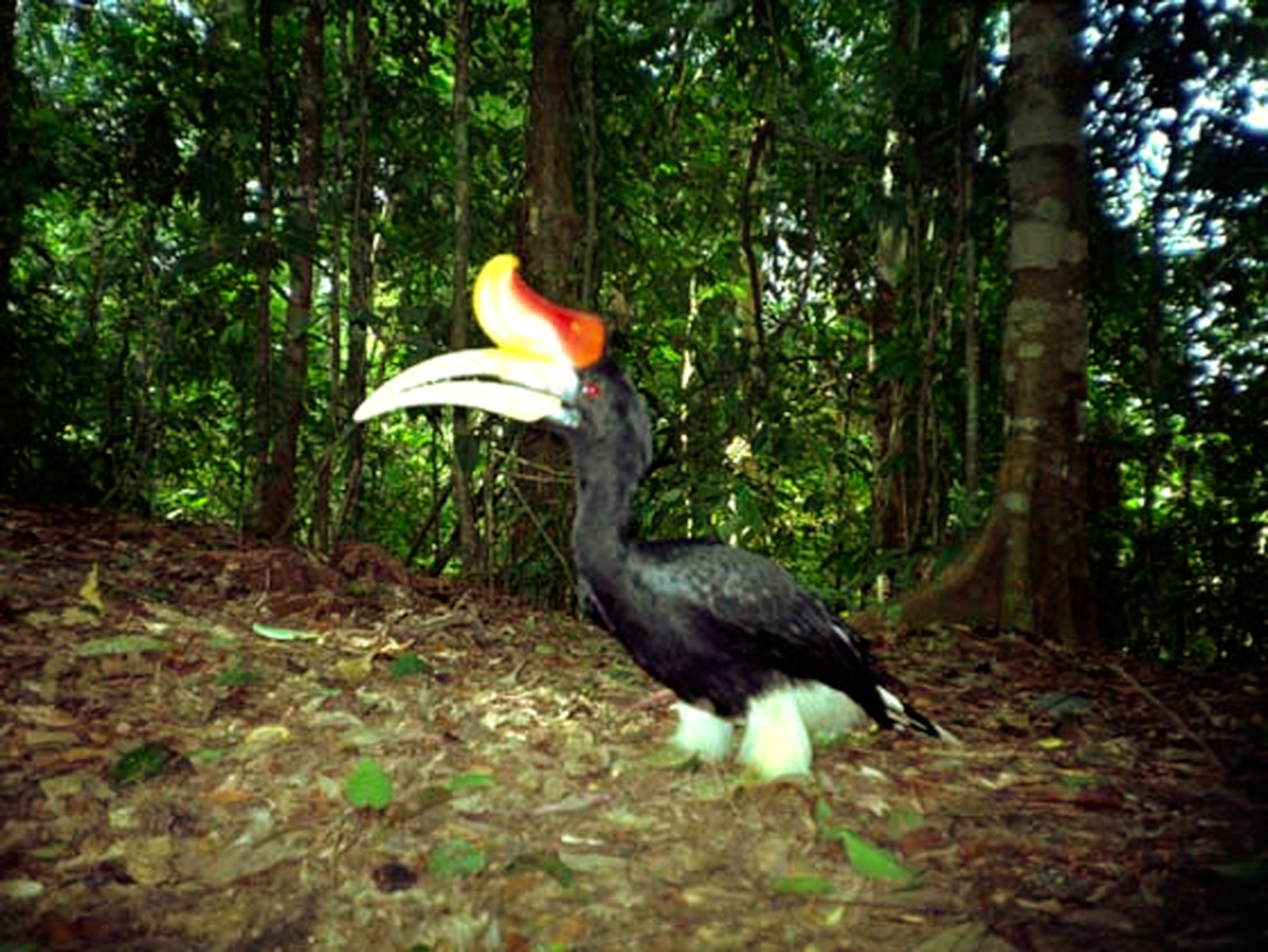 A rhinoceros hornbill caught in a camera trap in Kerinci Seblat National Park.